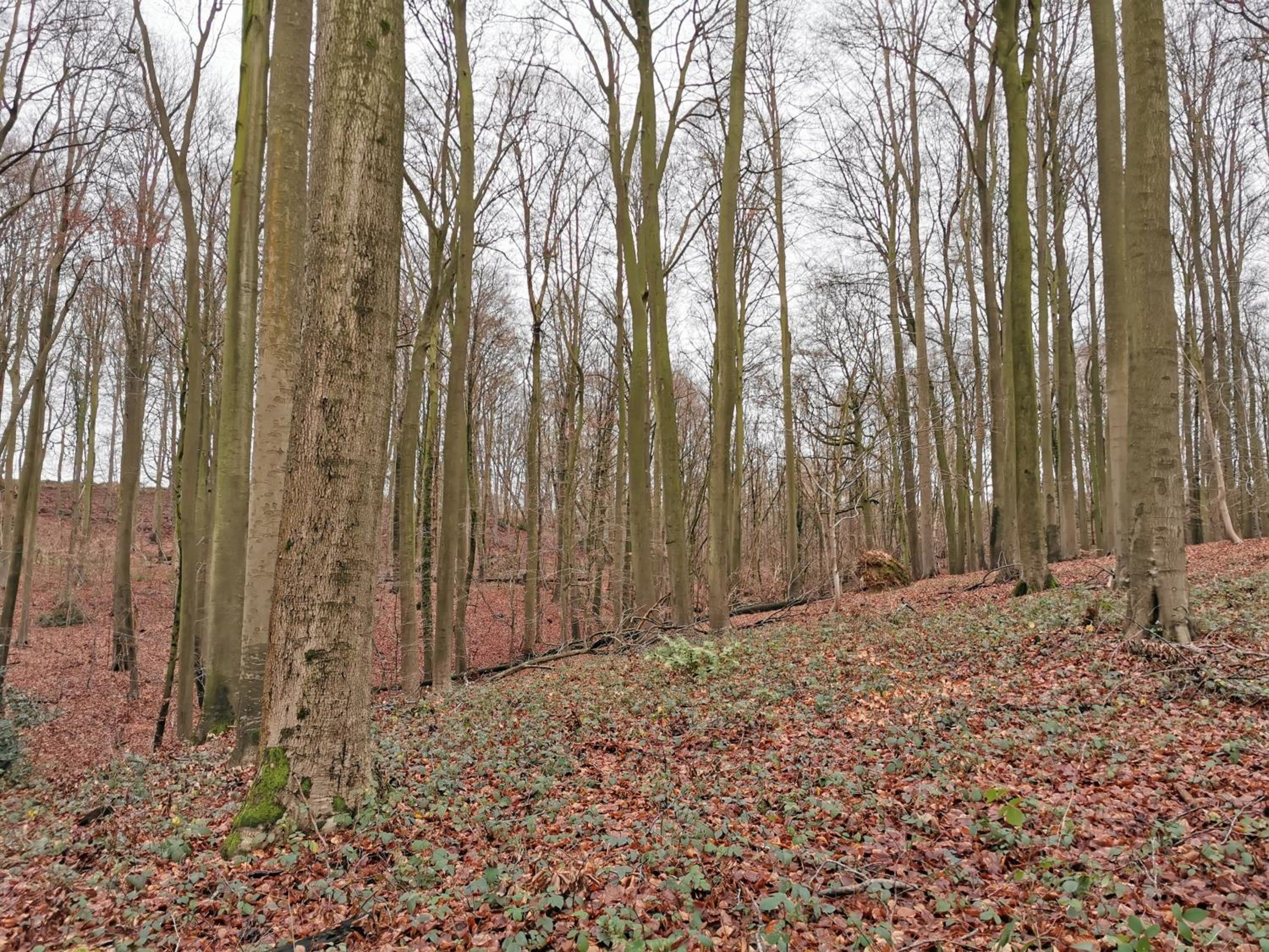 De Groene Hoeve