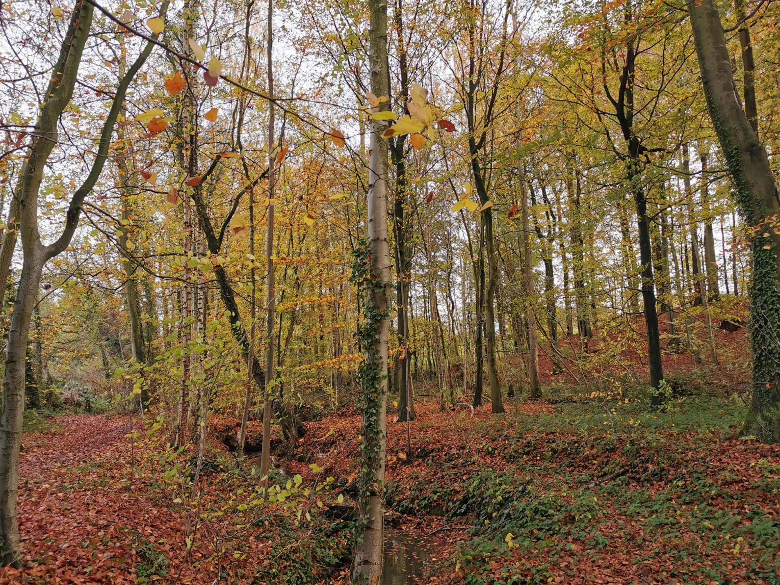 De Groene Hoeve