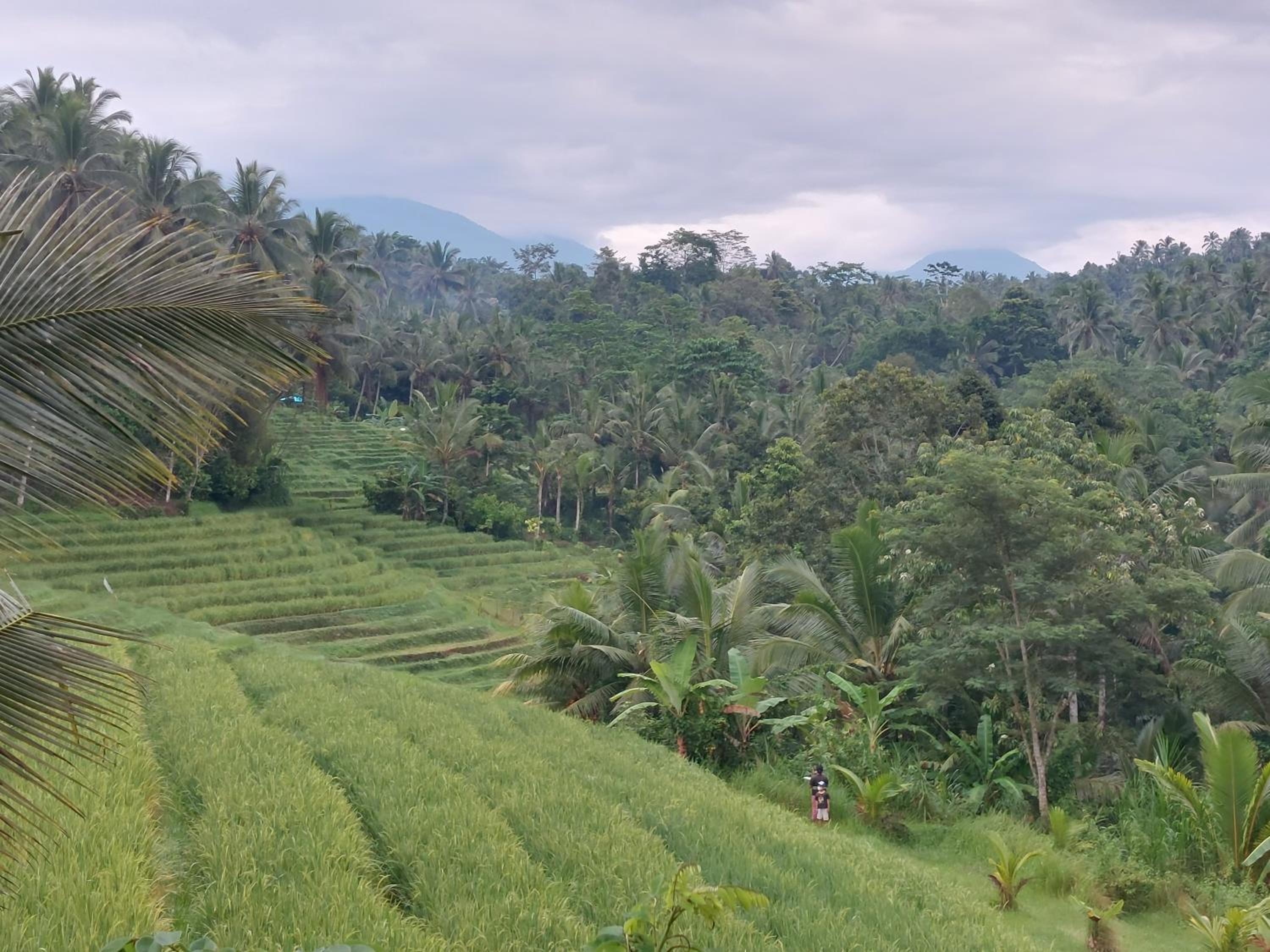 JungleHavenBali - Private Nature Stay