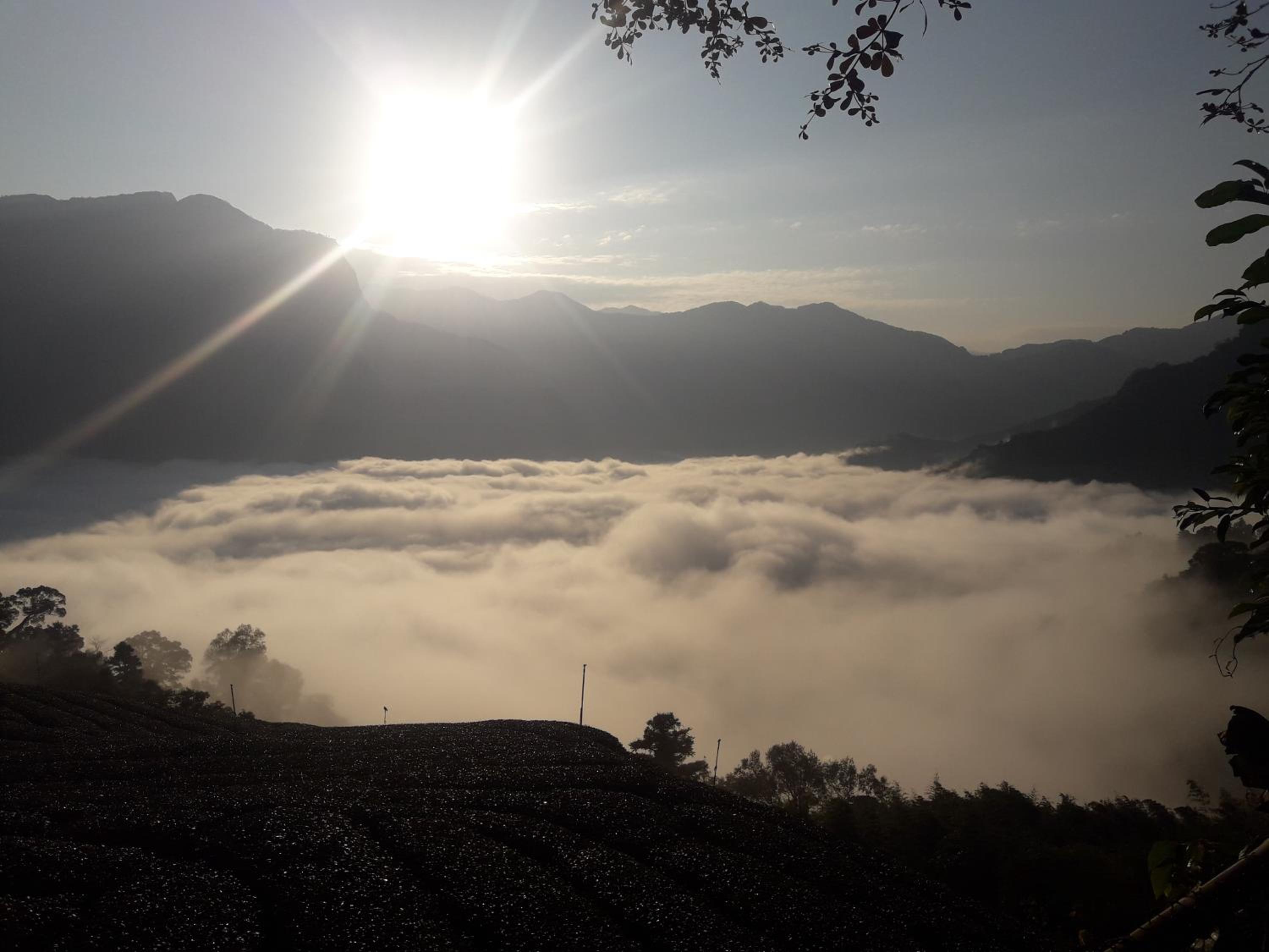Alishan Shanyunhua B&B Homestay view 3