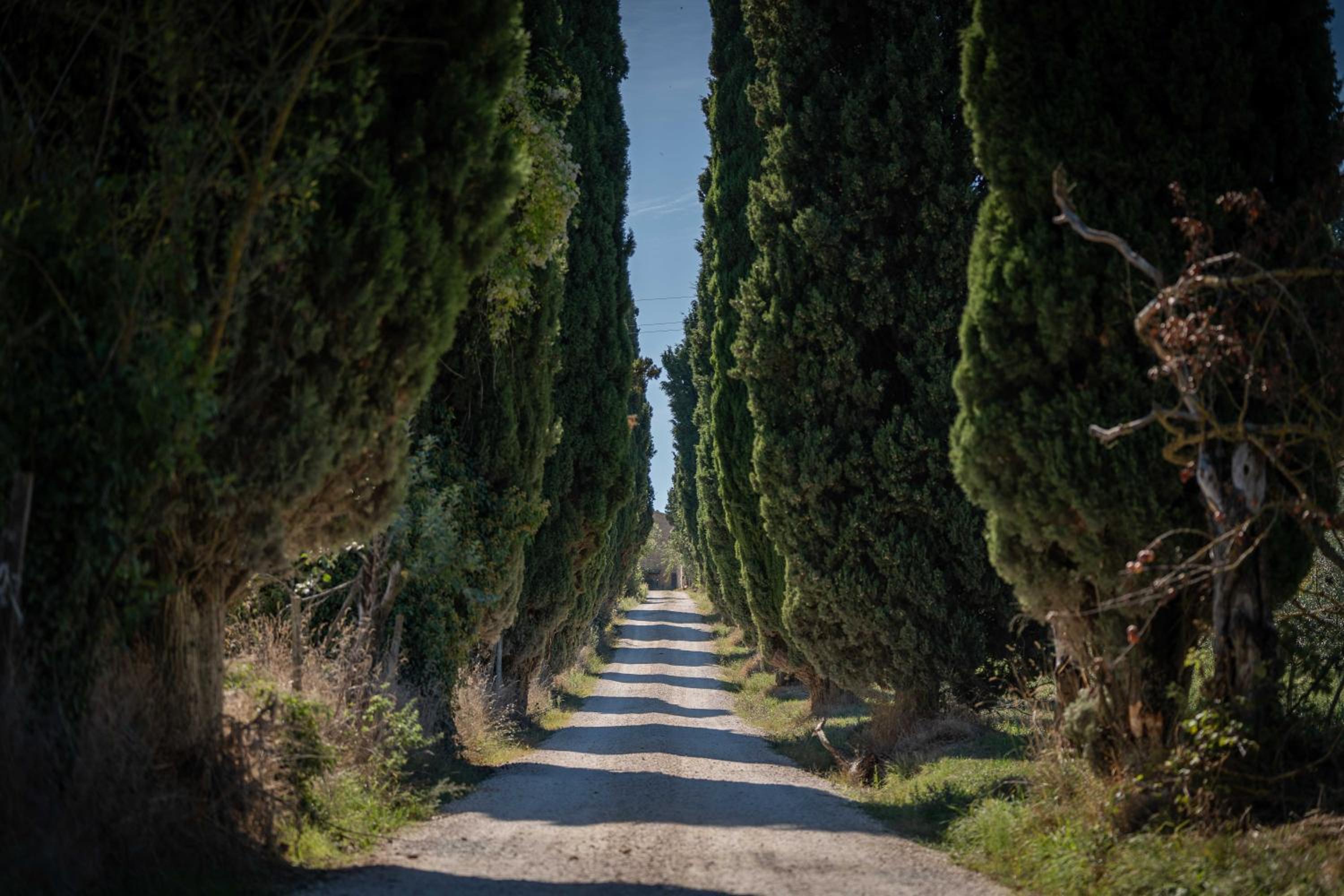 Poggio delle Ginestre