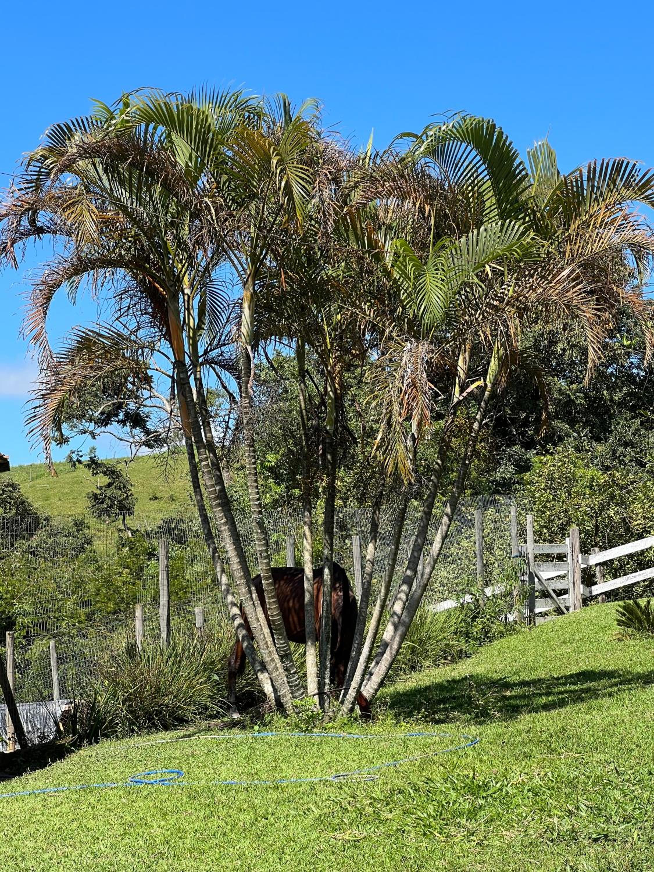Fazenda do Engenho