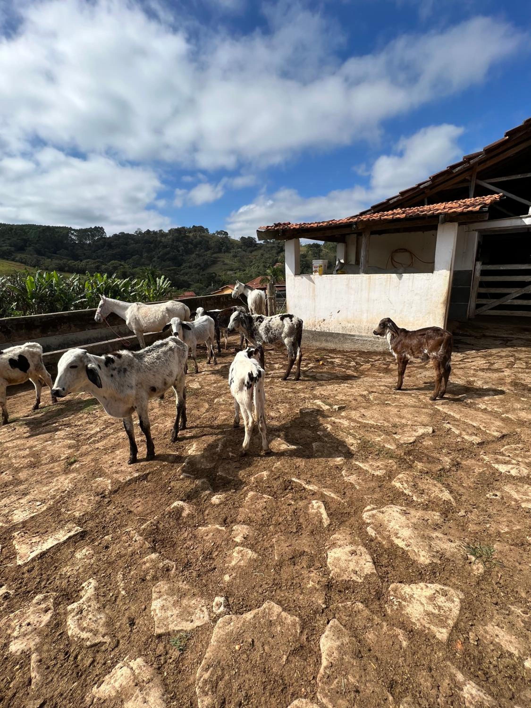 Fazenda do Engenho