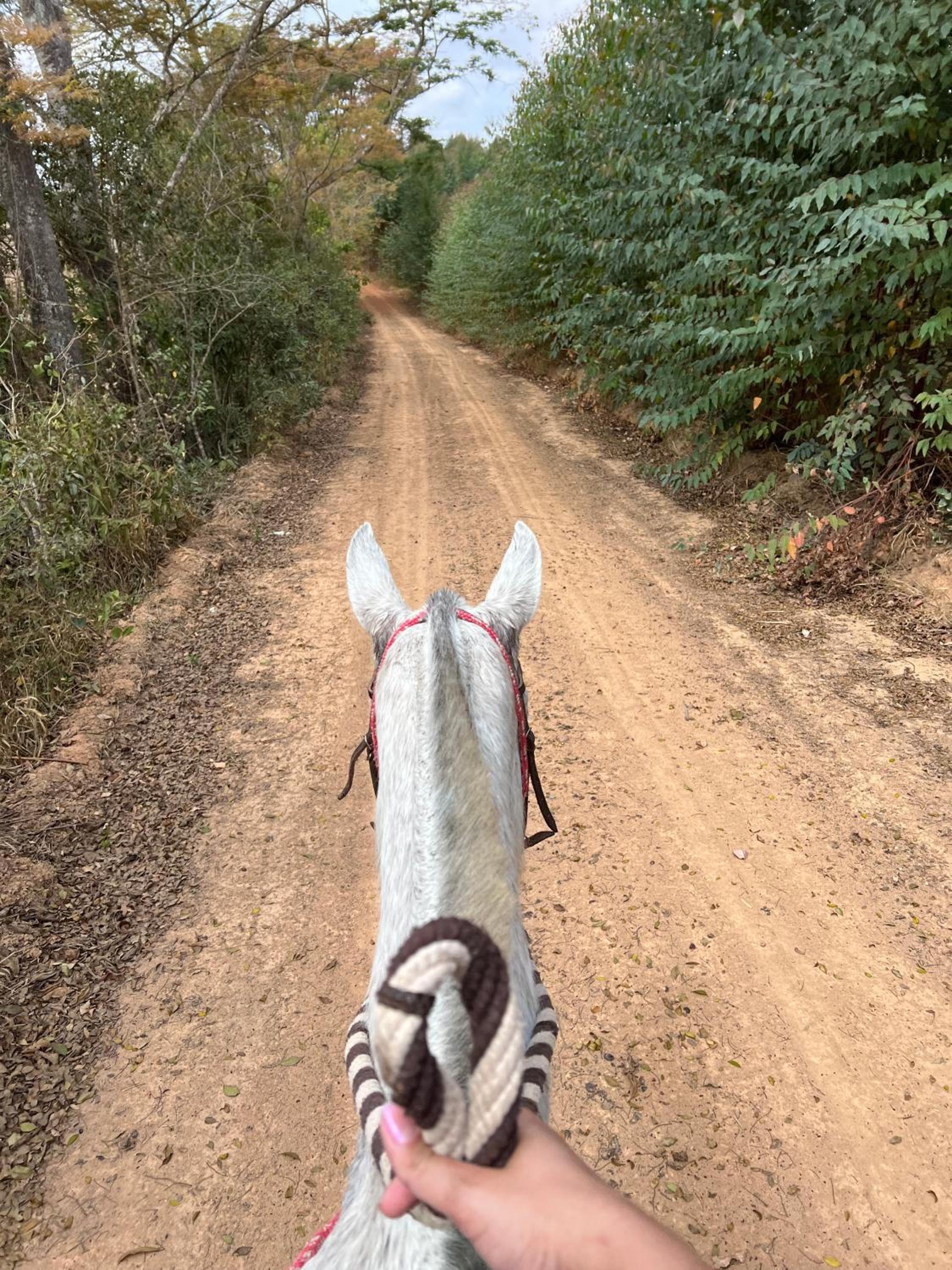Fazenda do Engenho