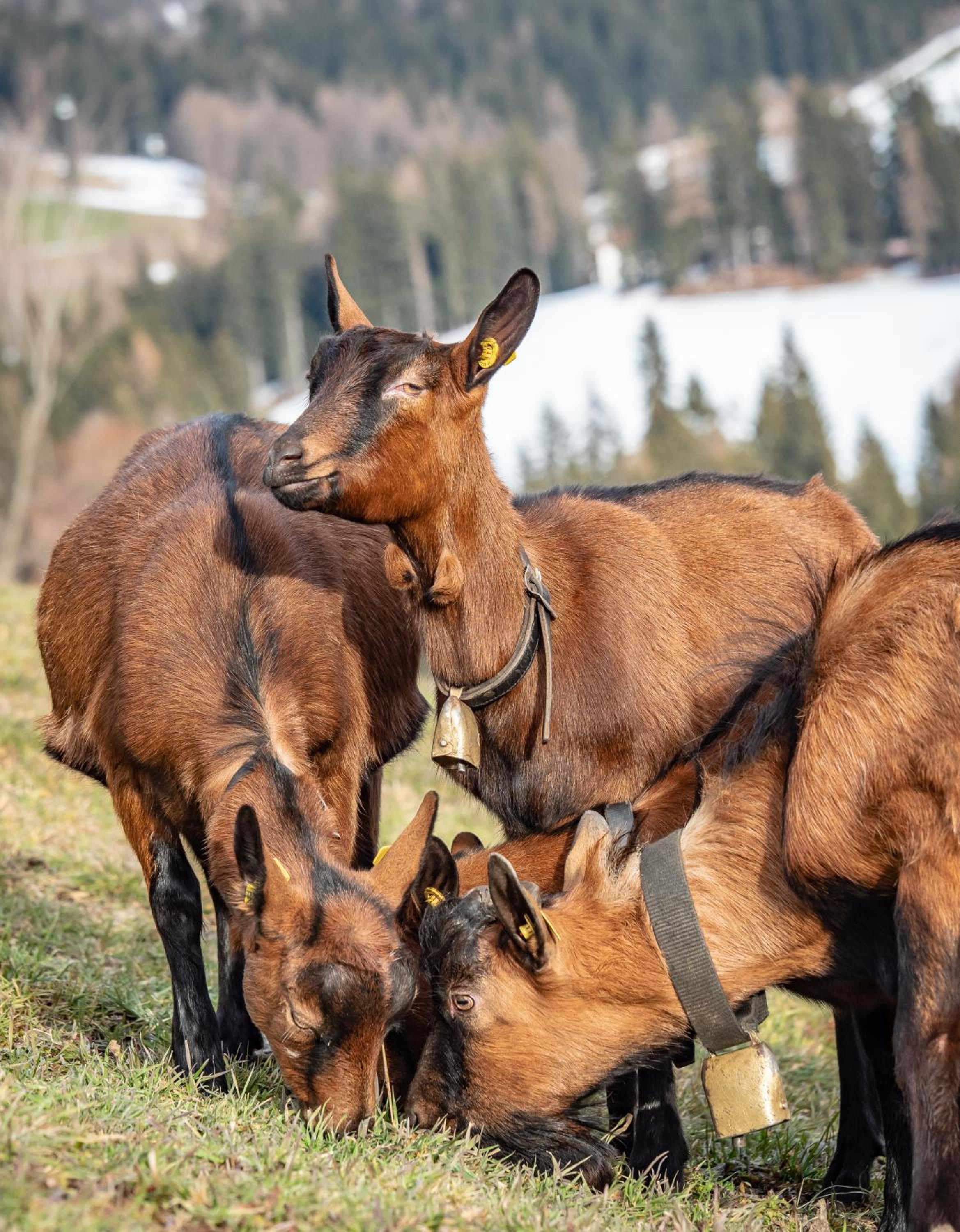 Wolfhof_Ritten