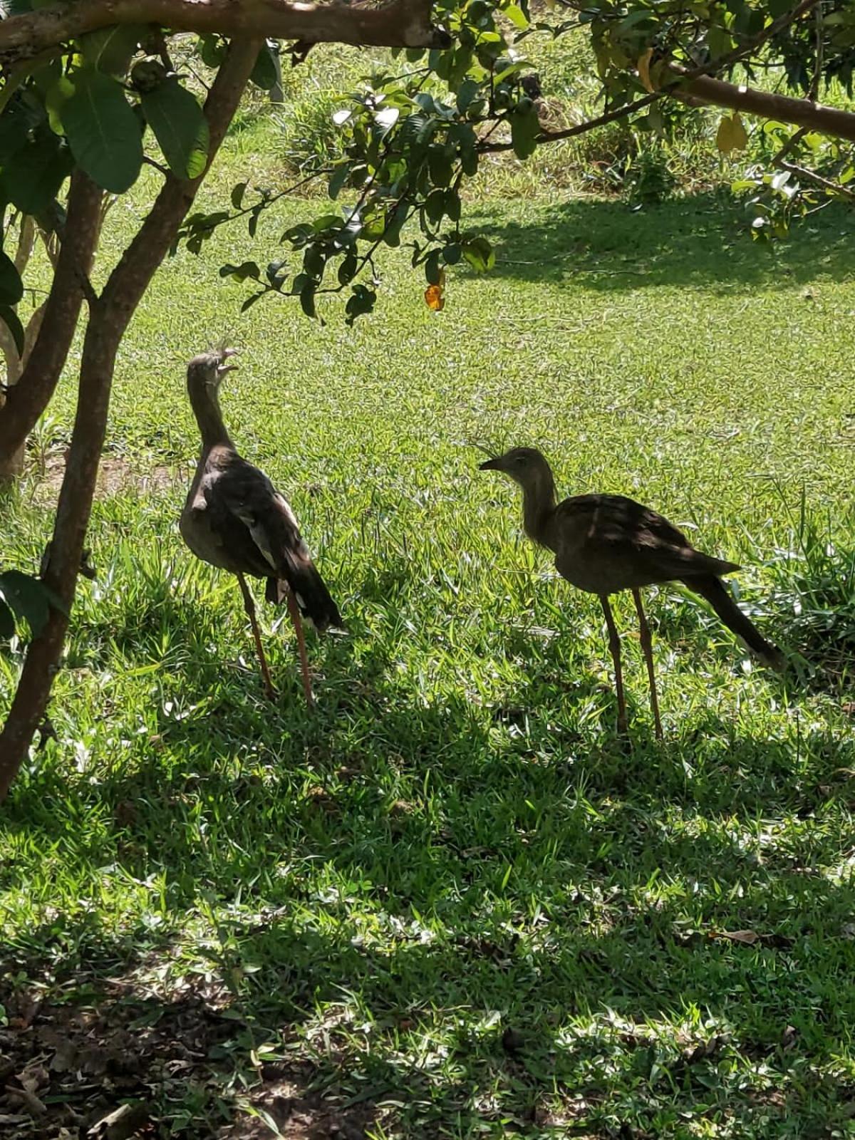 Fazenda do Engenho
