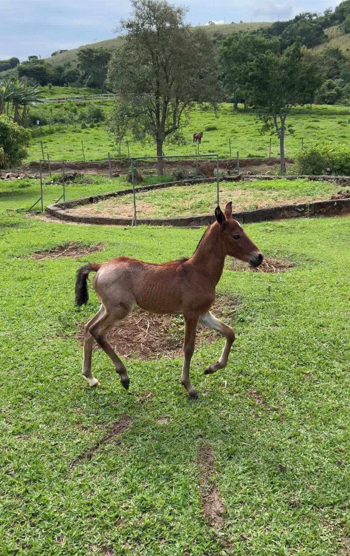 Fazenda do Engenho