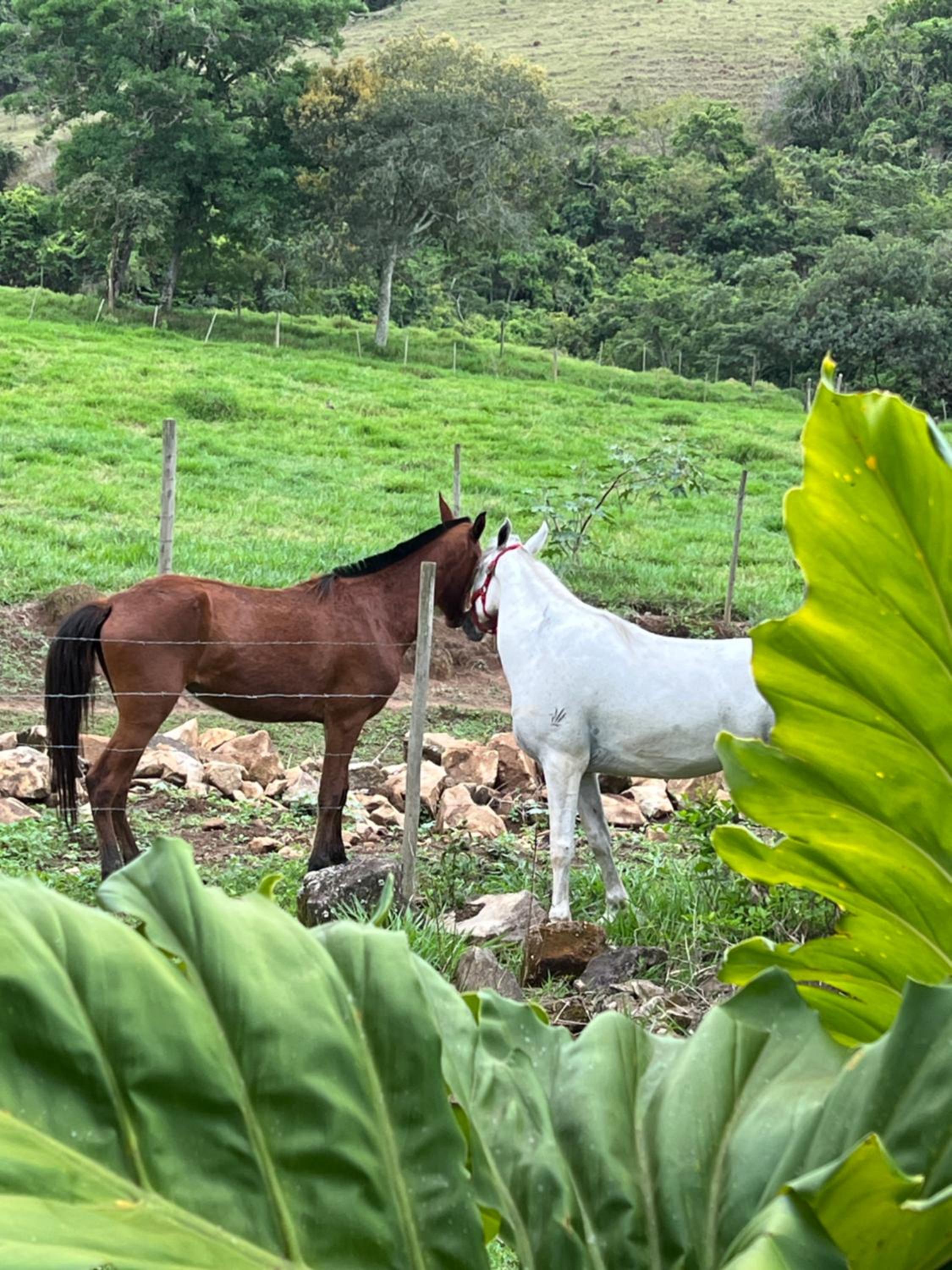 Fazenda do Engenho