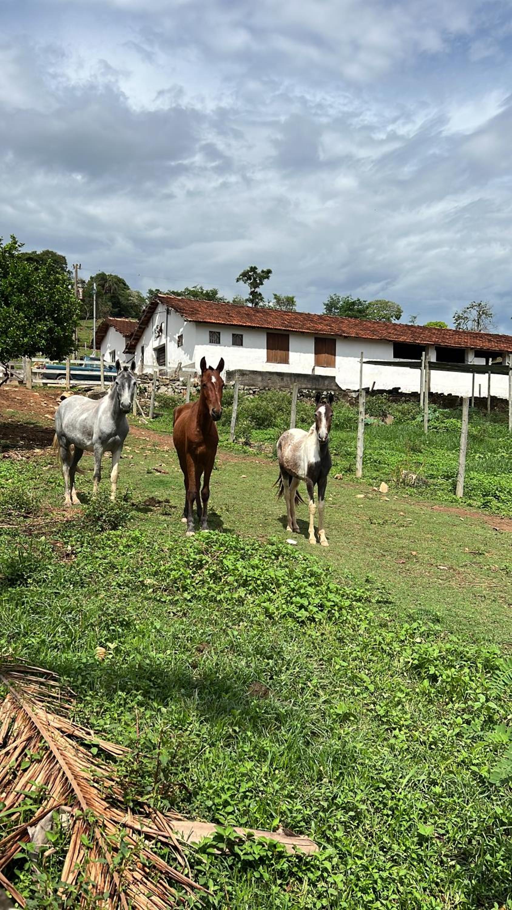 Fazenda do Engenho