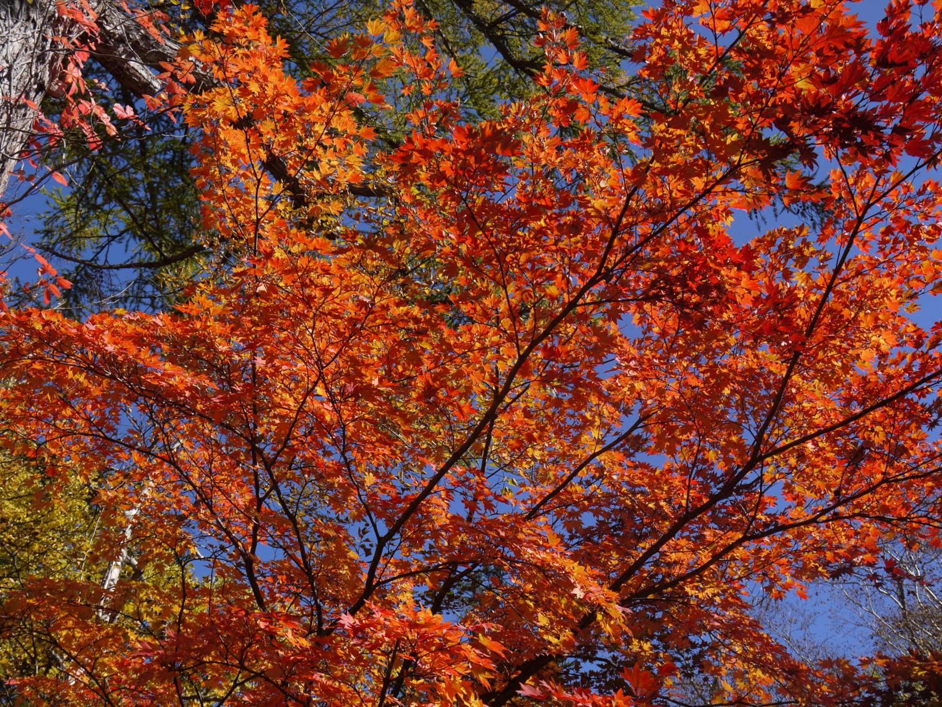Kyukamura Nikko-Yumoto