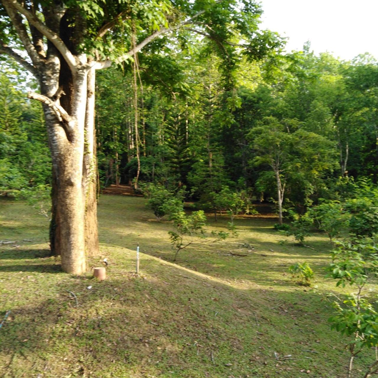 At Home Chiang Dao, Pooch Lovers