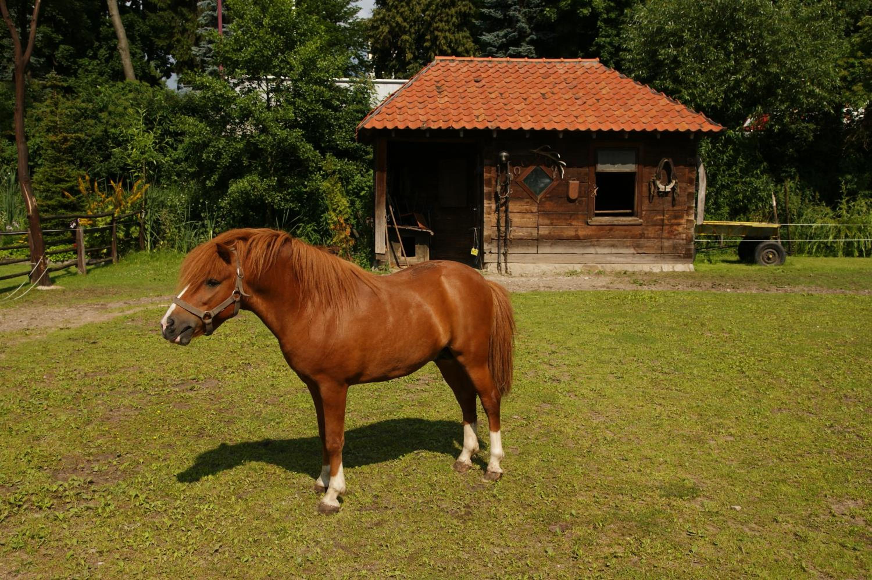 Kaktusik, photo 18