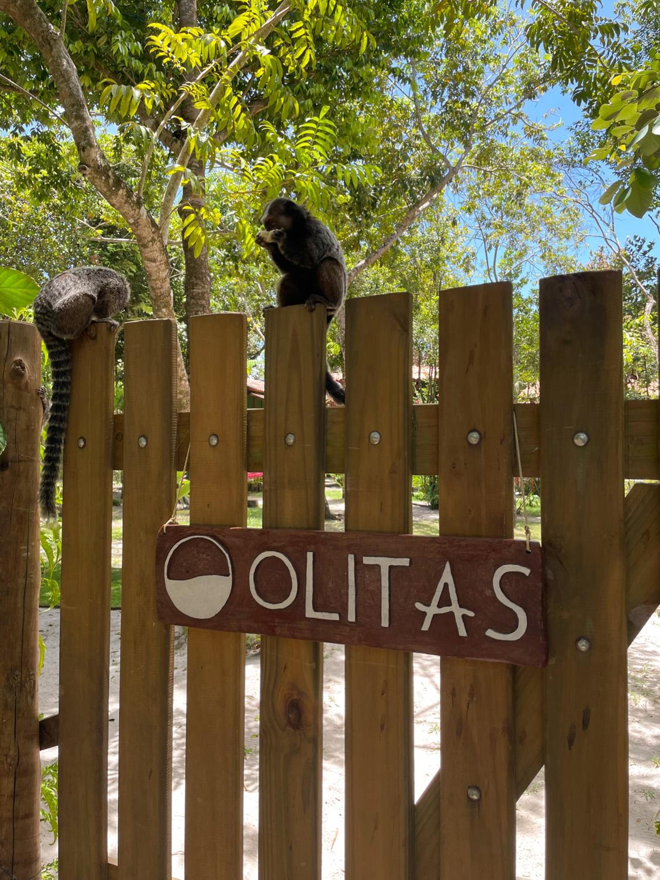 OLITAS - Praia de algodões