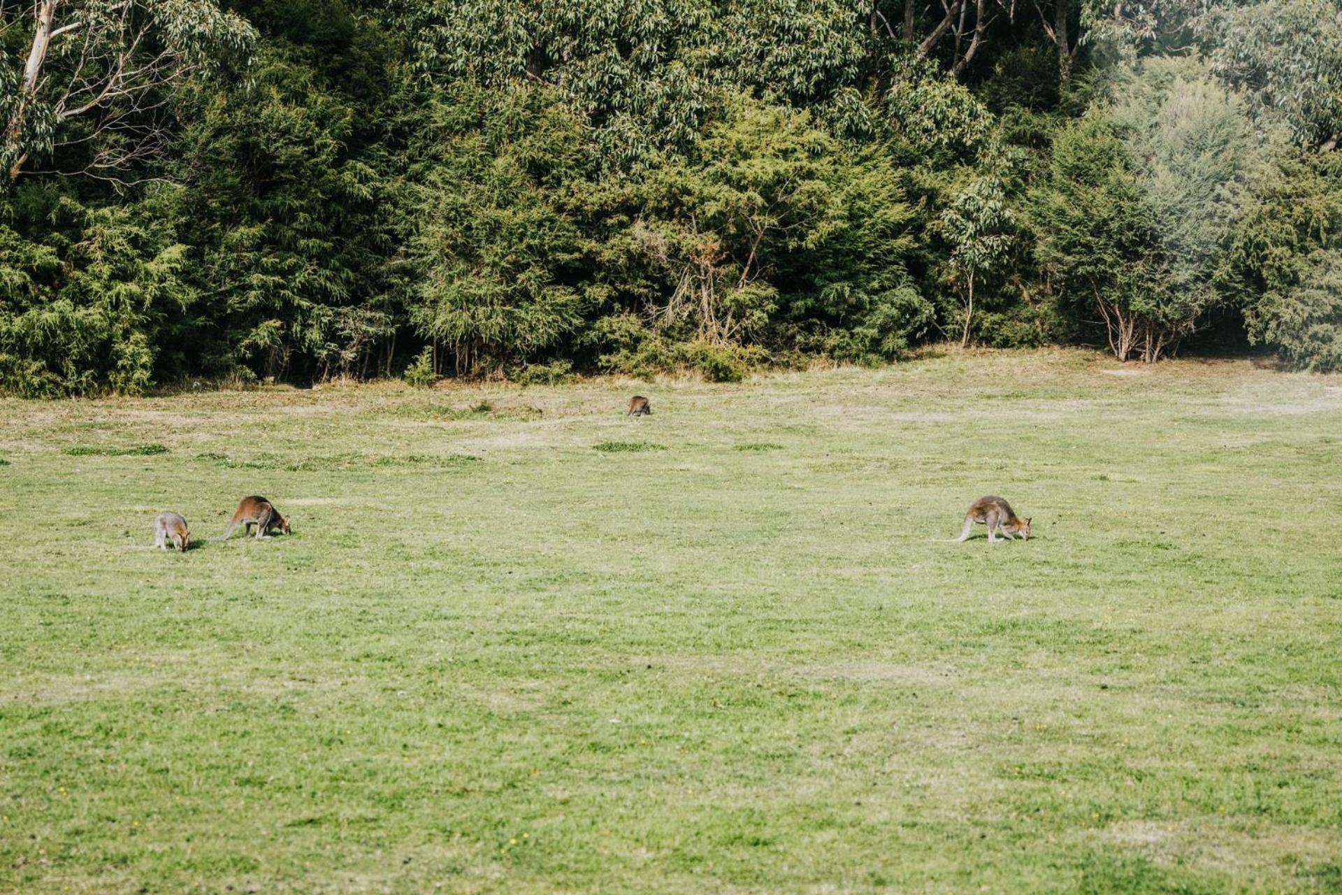Alkina Lodge Mira