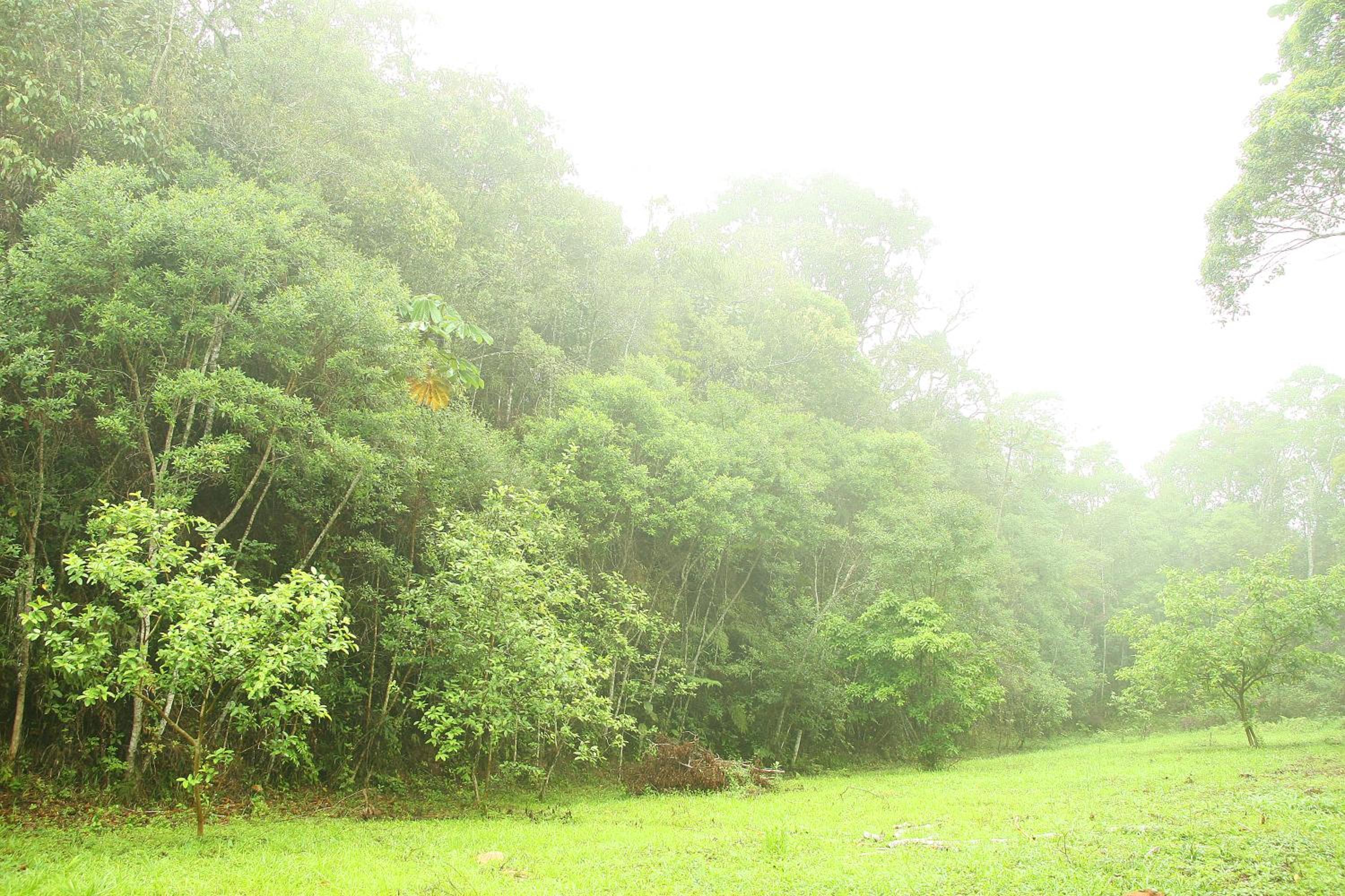 Chalé Heliconia
