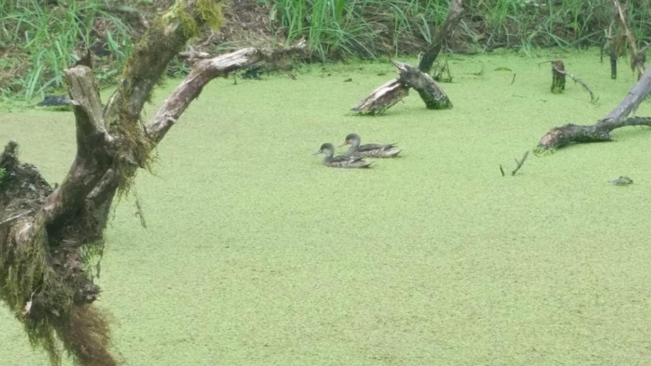 Brisas del Junco