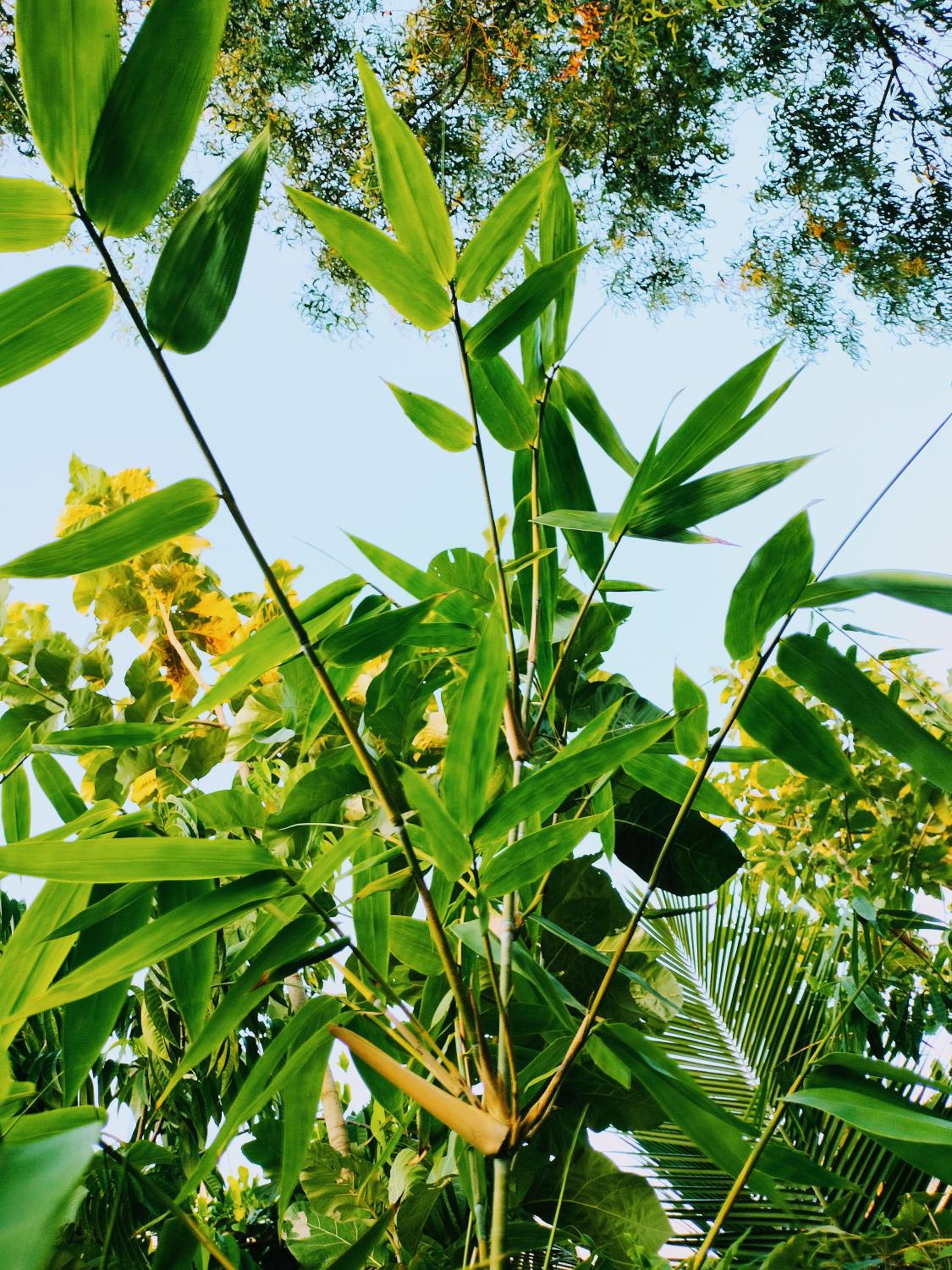 Entire Hidden Haven in Auroville amidst nature! view 5