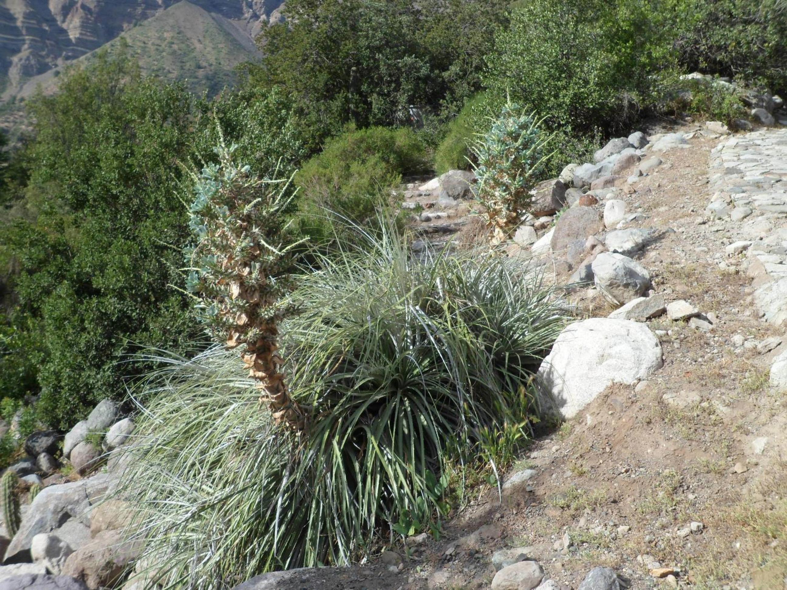Cabañas de montaña