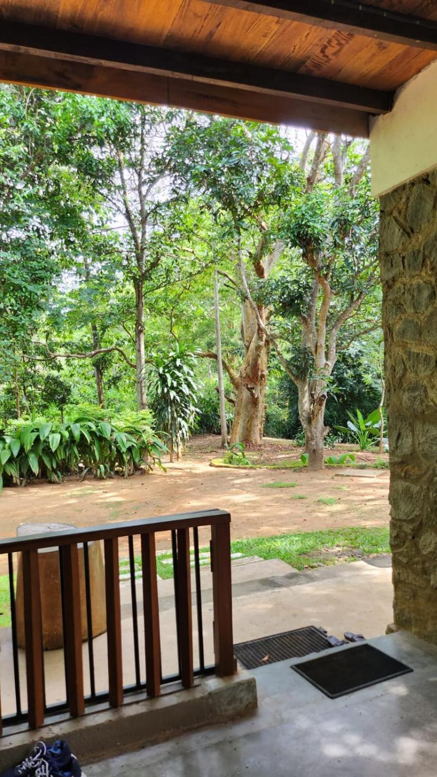 Jungle House view 4