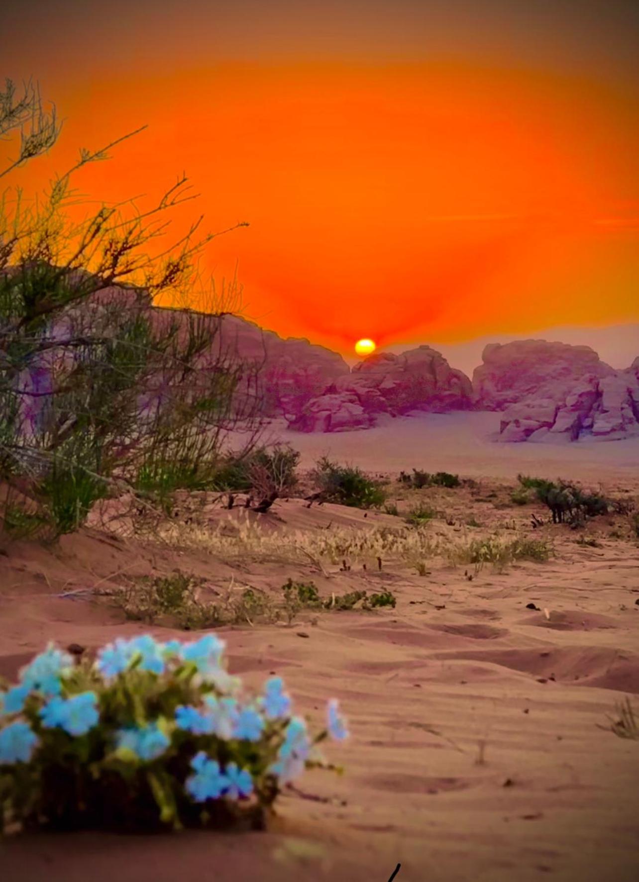 ROYAl WADI RUM CAMP