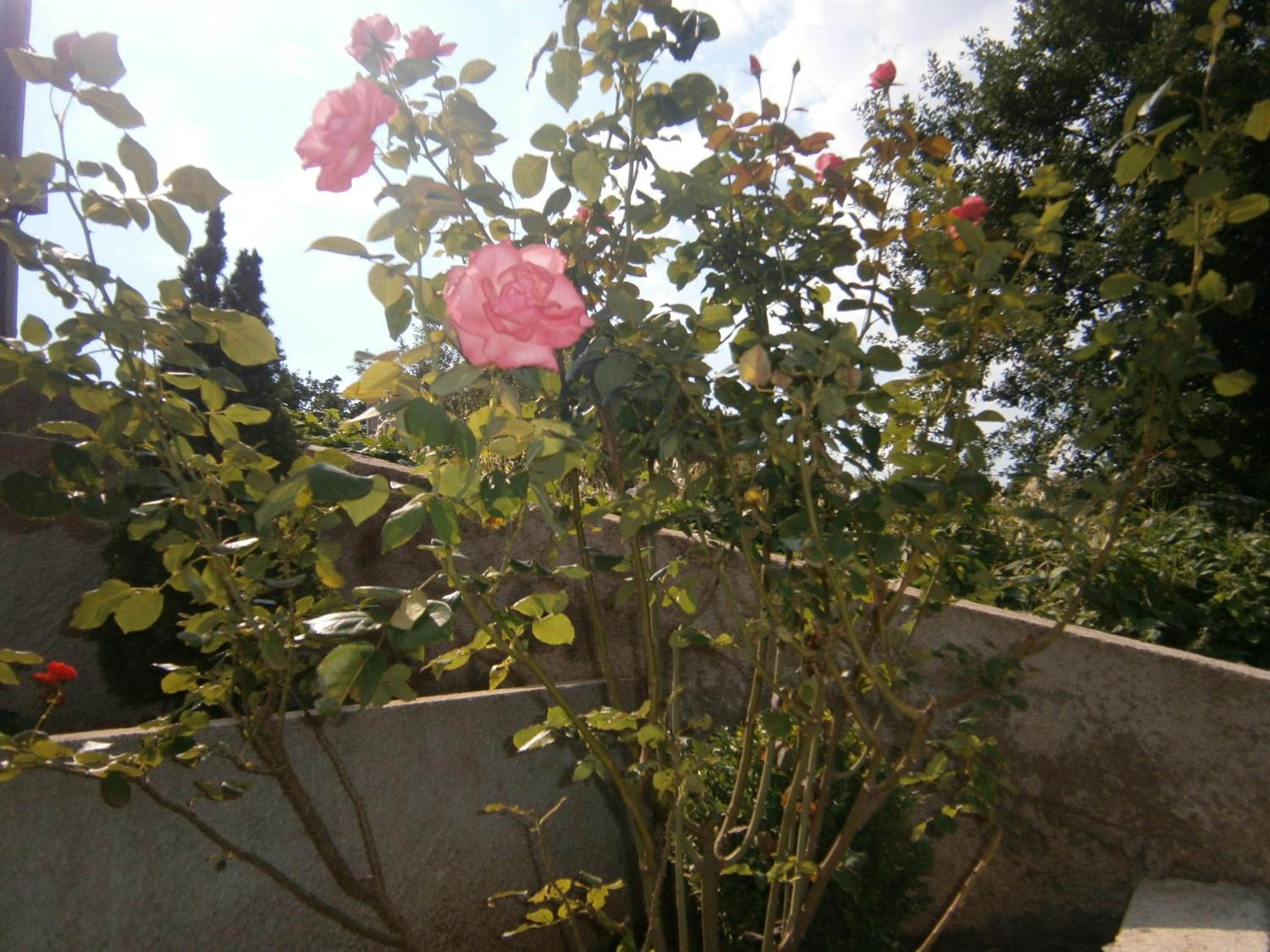 Photo 52
