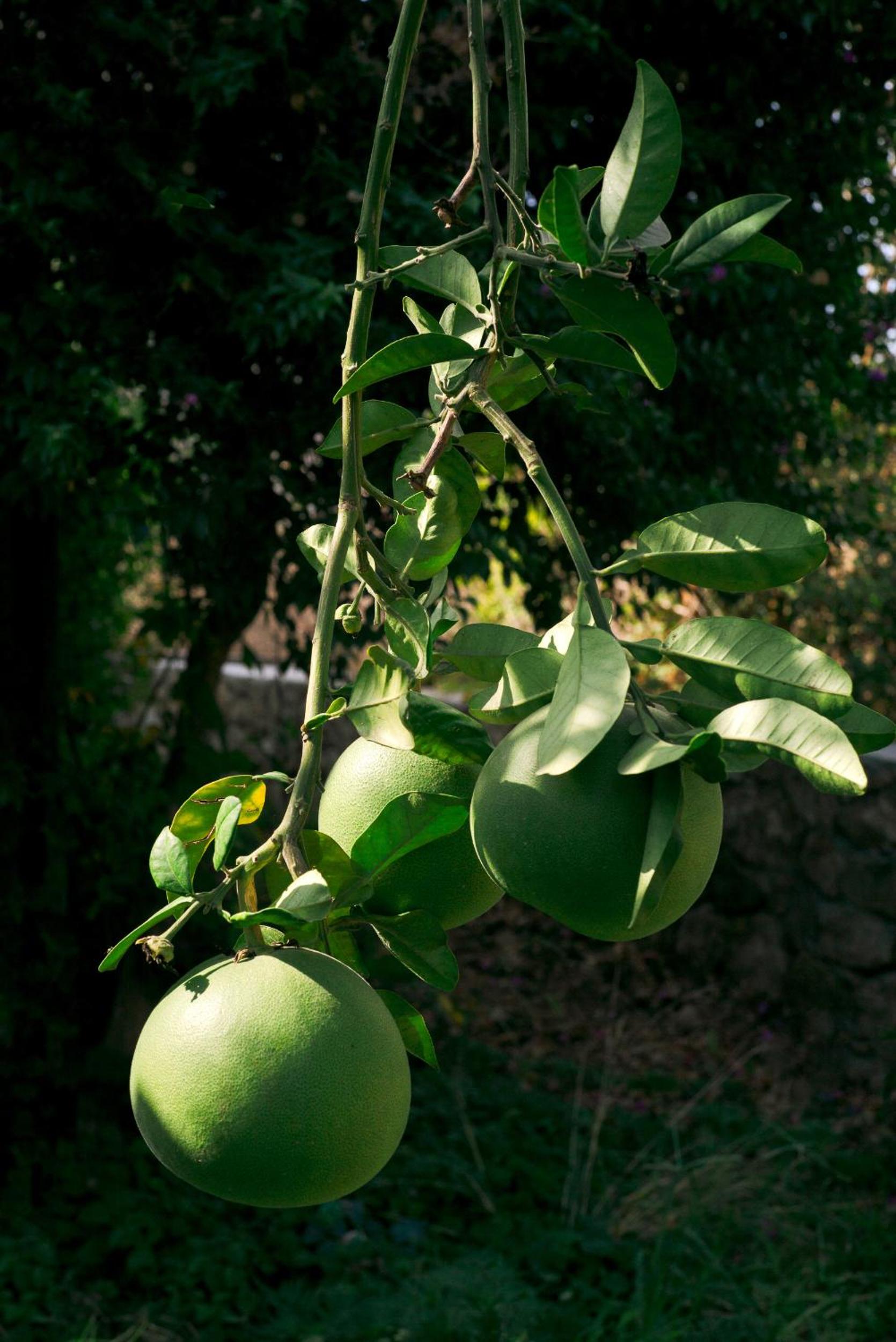 Masal Evimiz