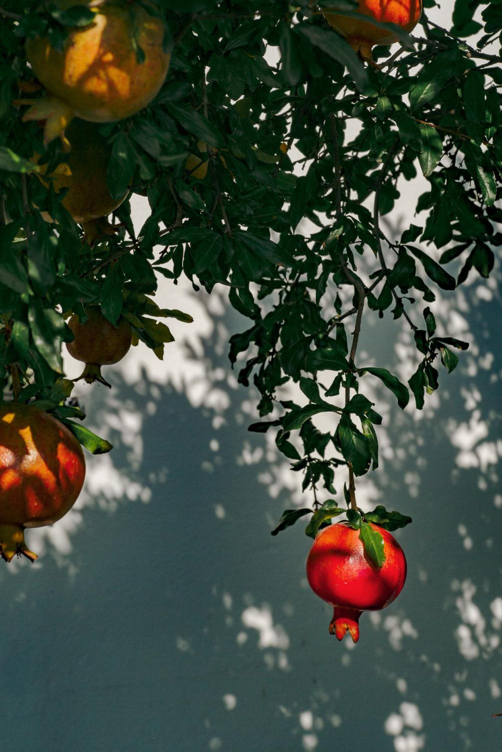 Masal Evimiz - Image 10