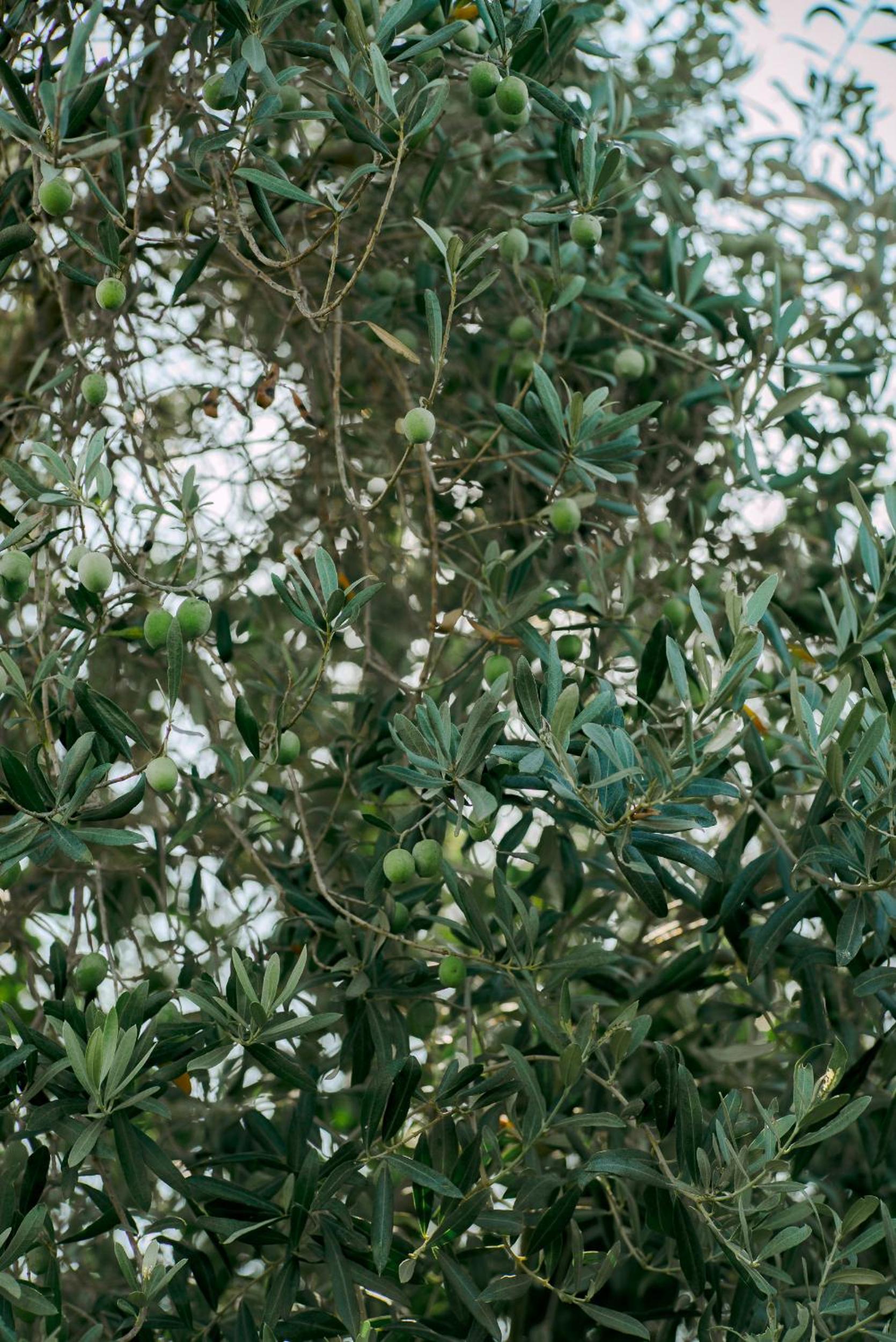 Masal Evimiz - Image 127