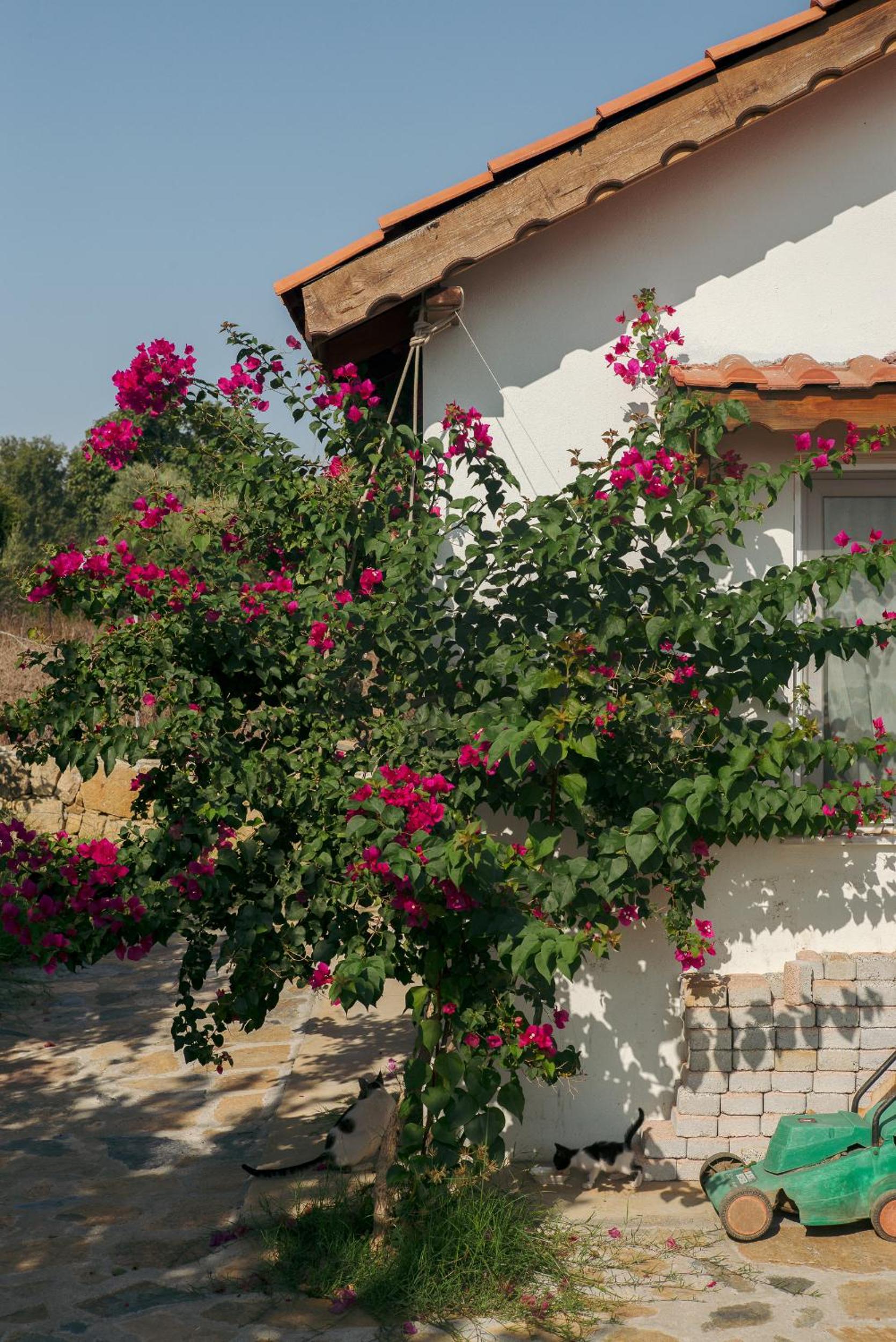 Masal Evimiz - Image 137