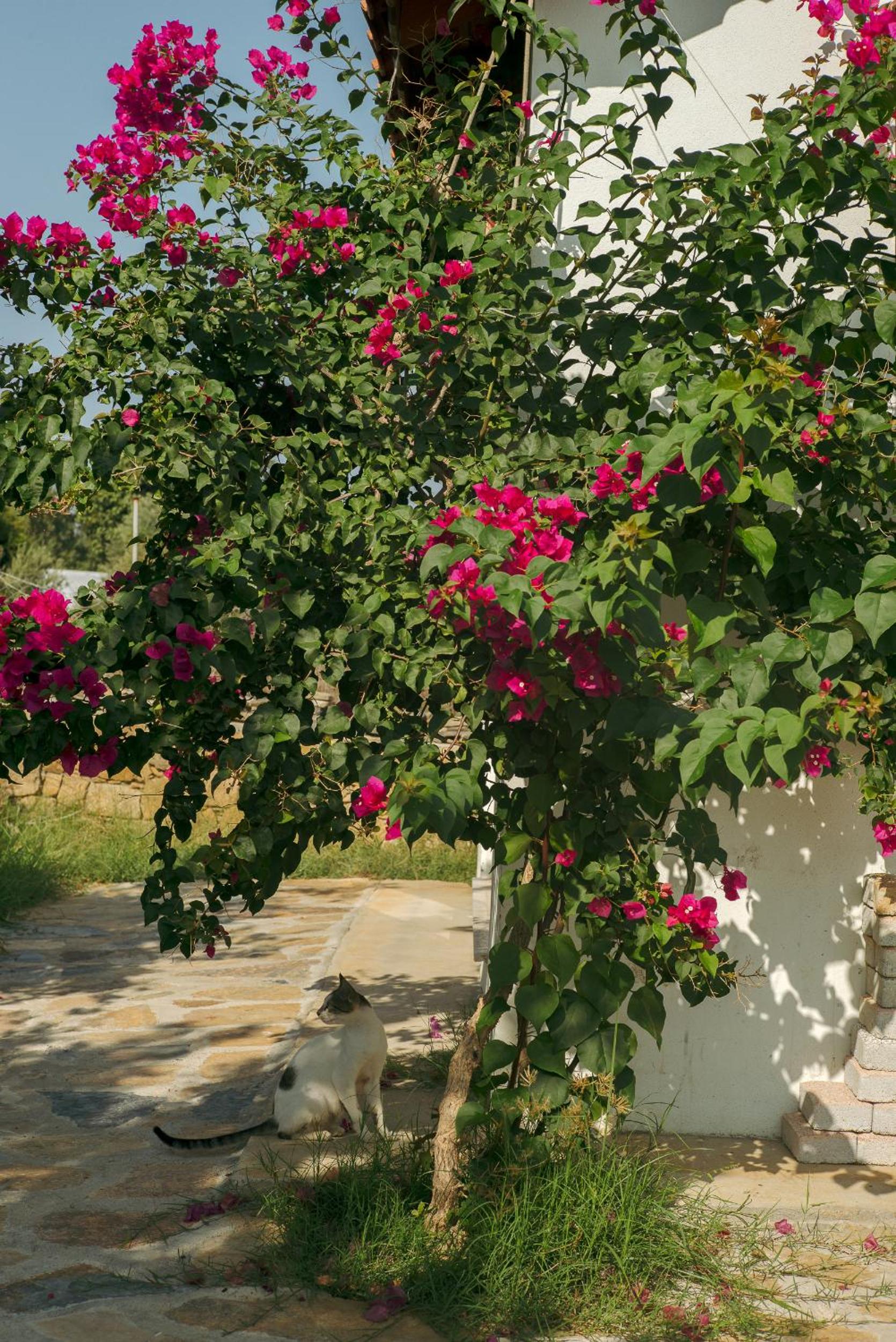 Masal Evimiz - Image 140