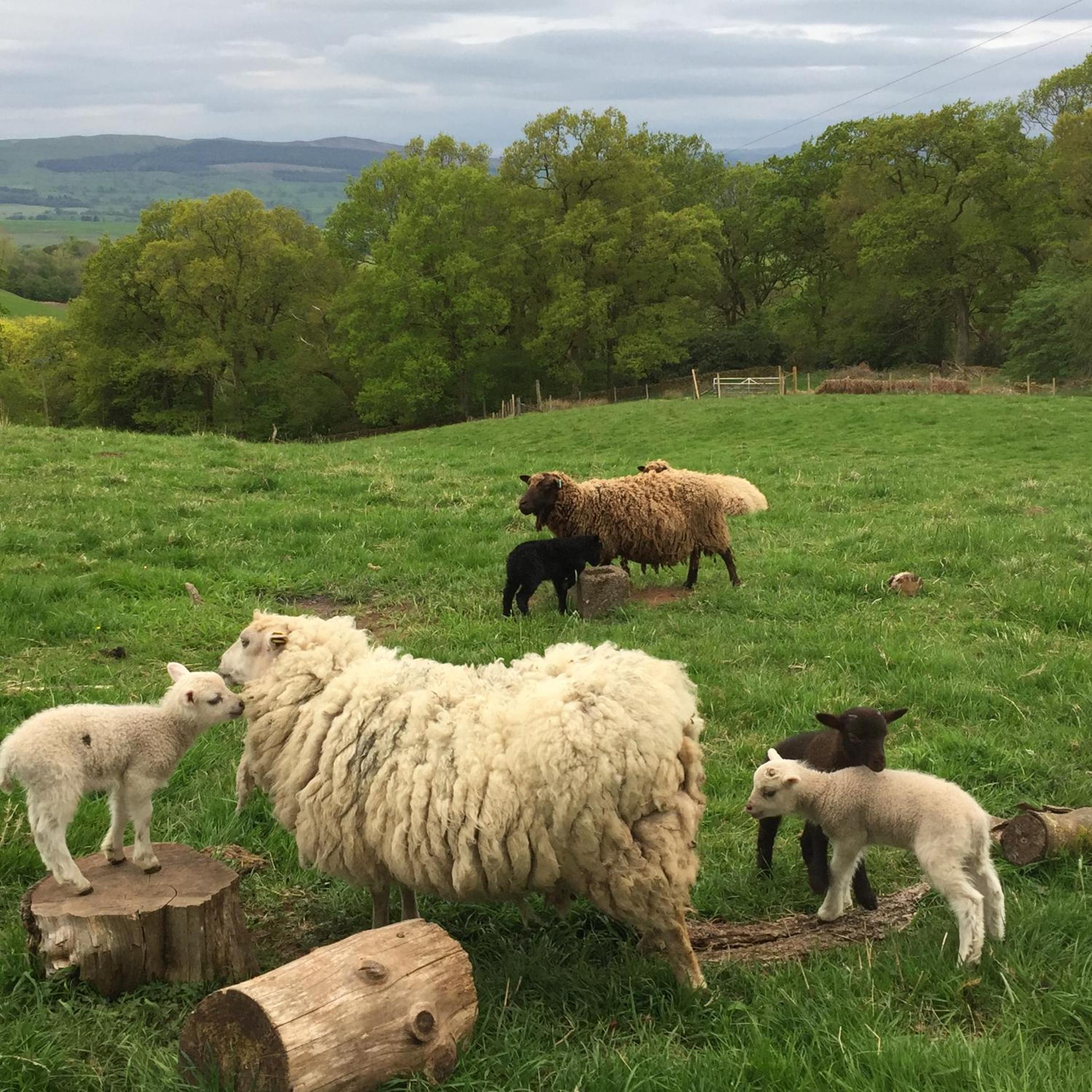 Willow Cottage, Gilchristland Organic Farm