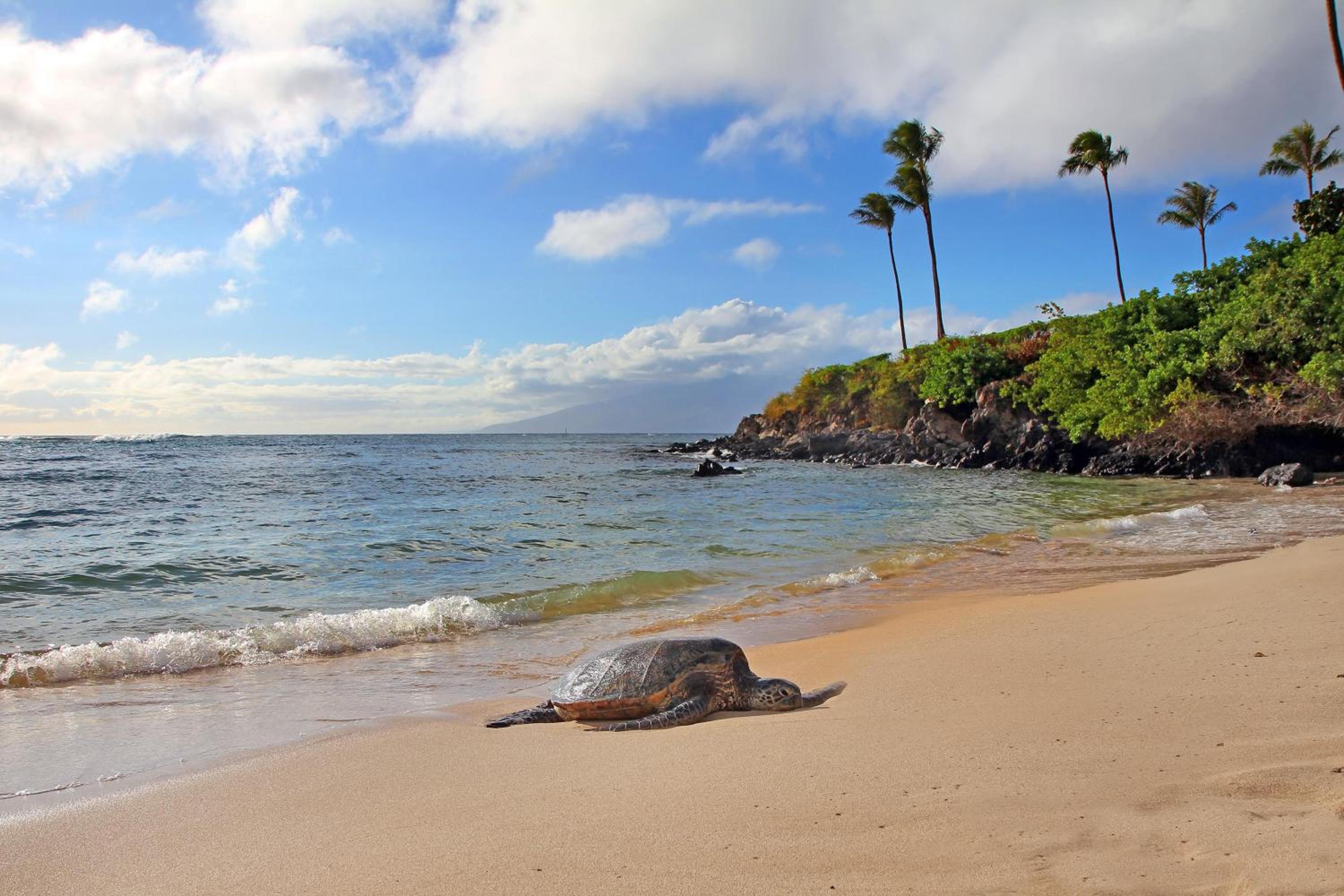 Kapalua Ridge Villas 2614 · KRV 2614 Remodeled Villa w Ocean Vie