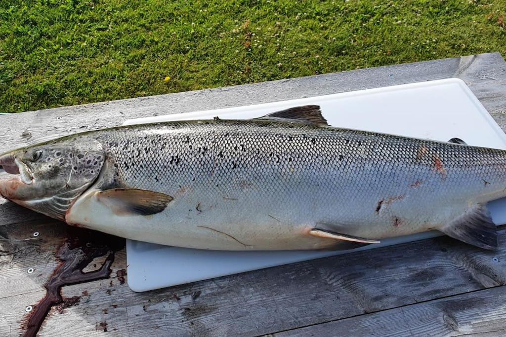 Tervetuloa nauttimhaan puhtaasta luonnosta Pelhoon