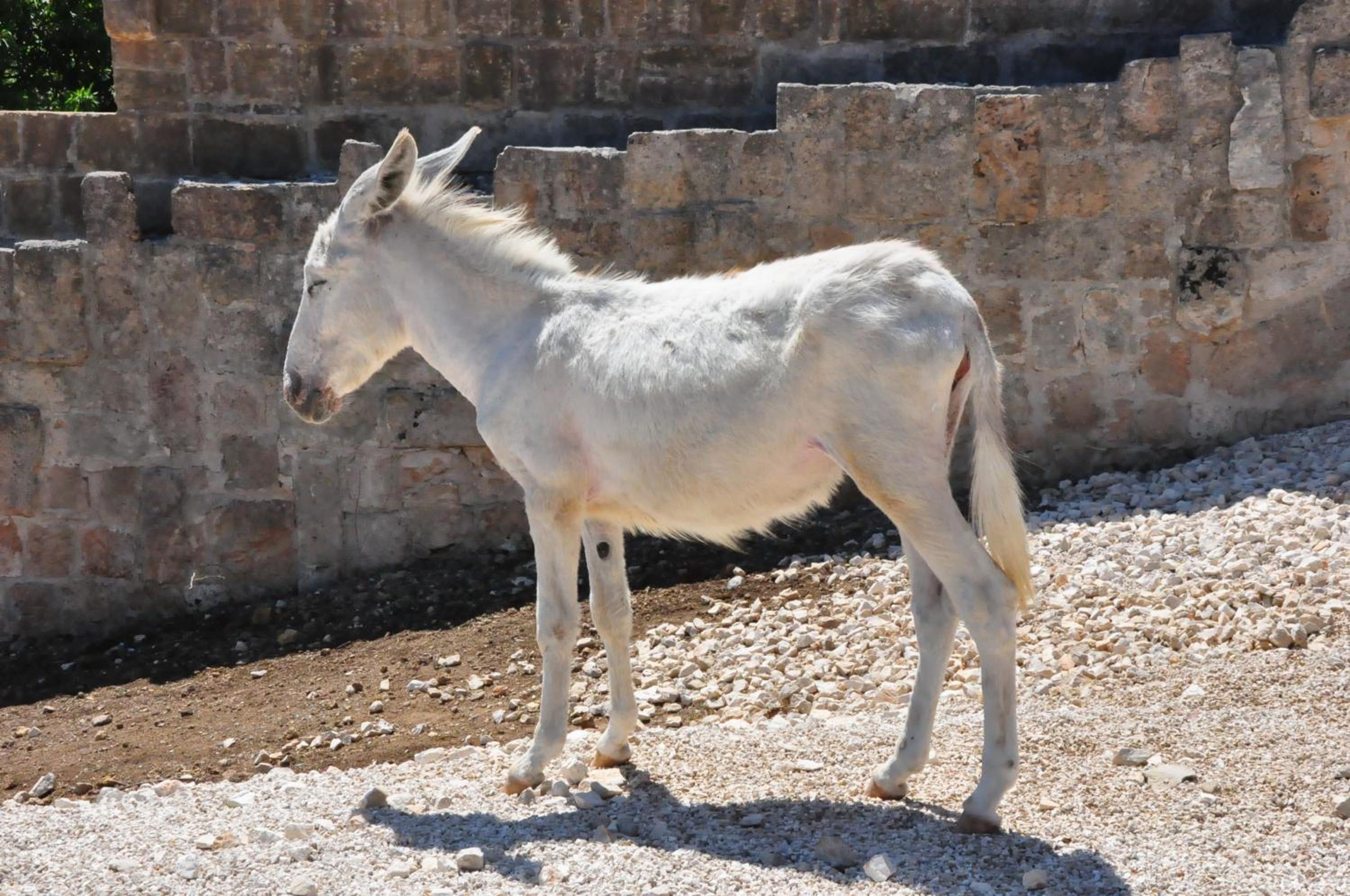 Masseria Le Terrazze di Serranova