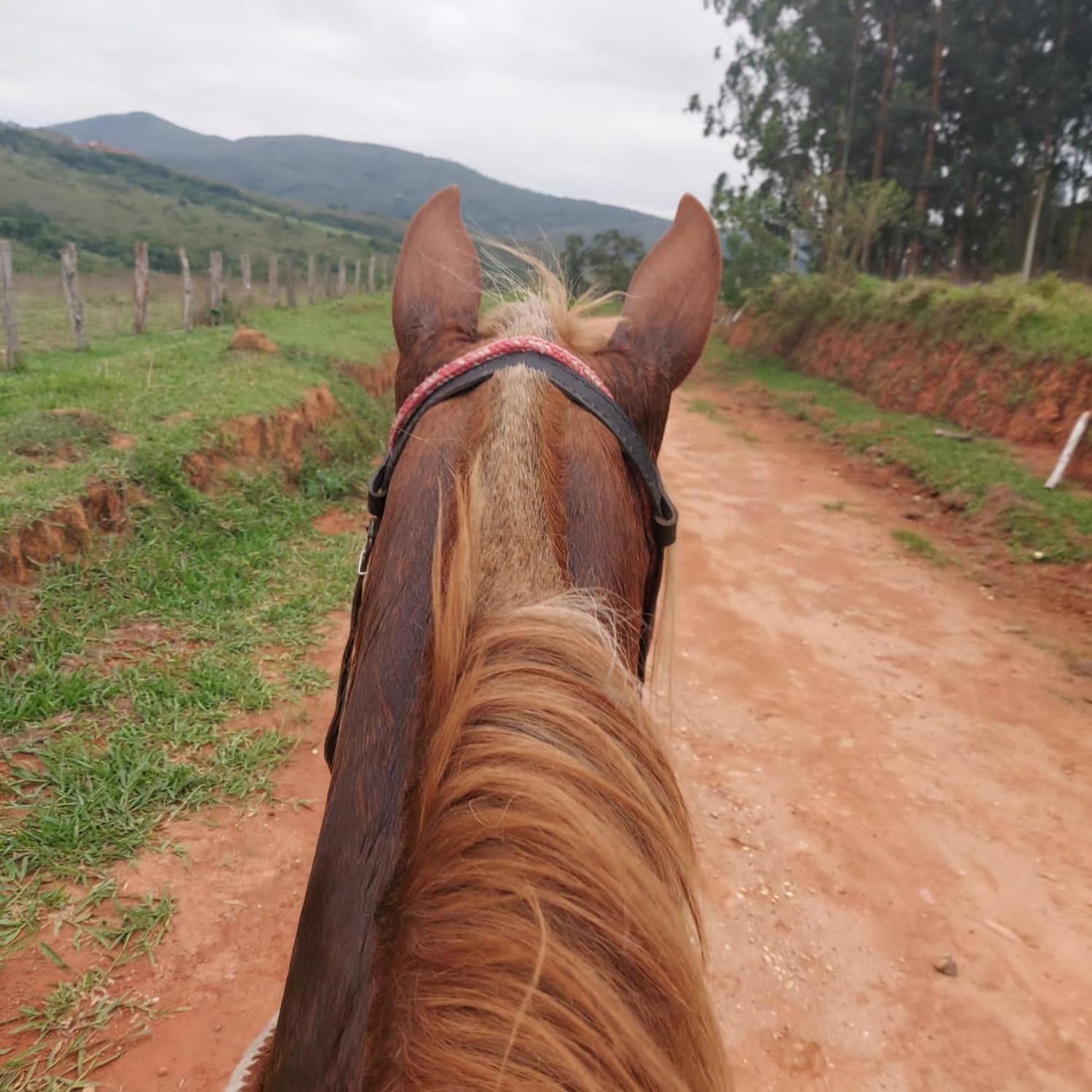 Fazenda do Engenho