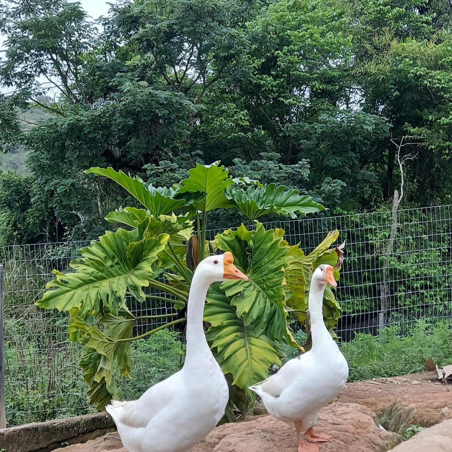 Fazenda do Engenho