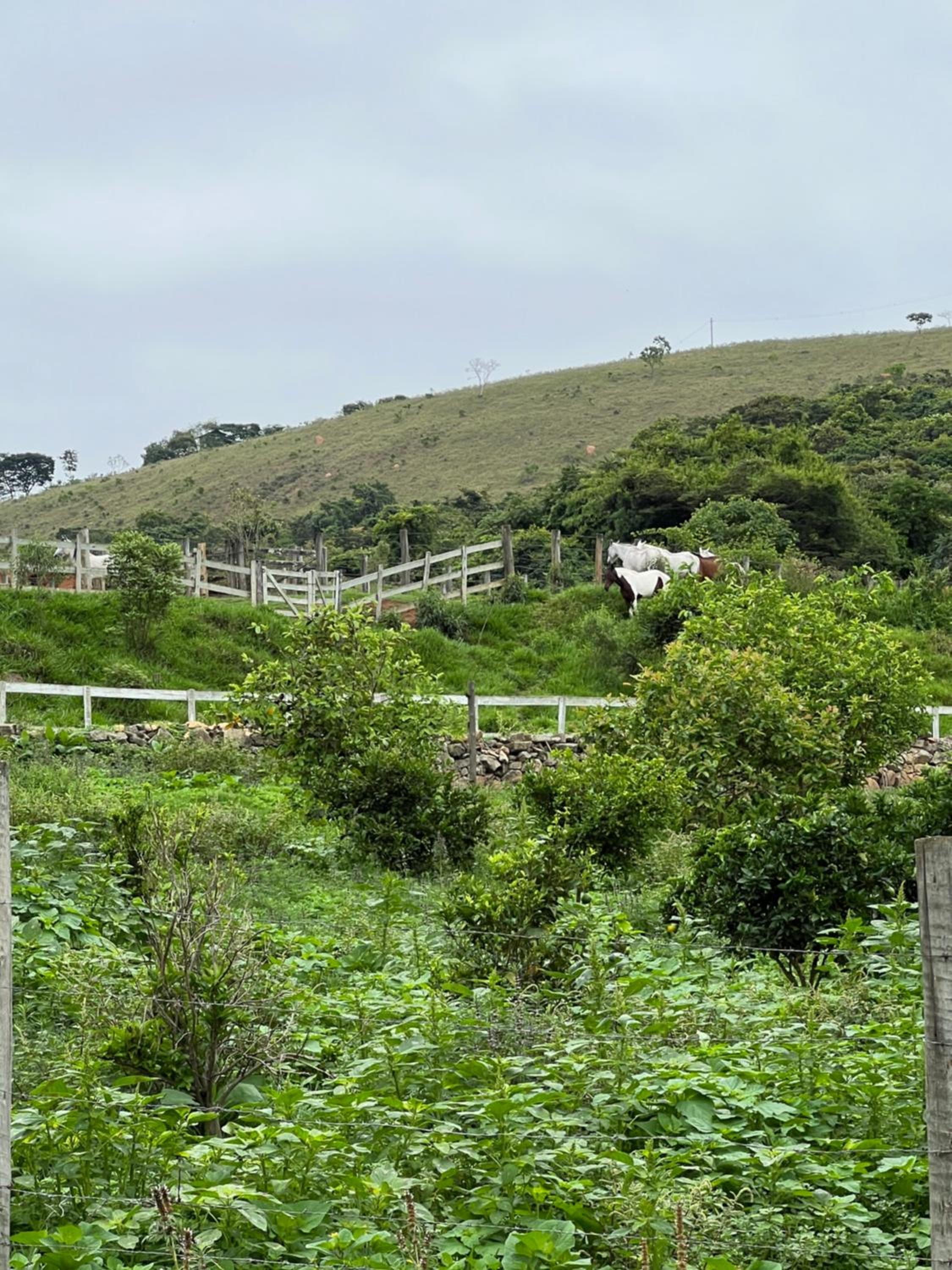 Fazenda do Engenho