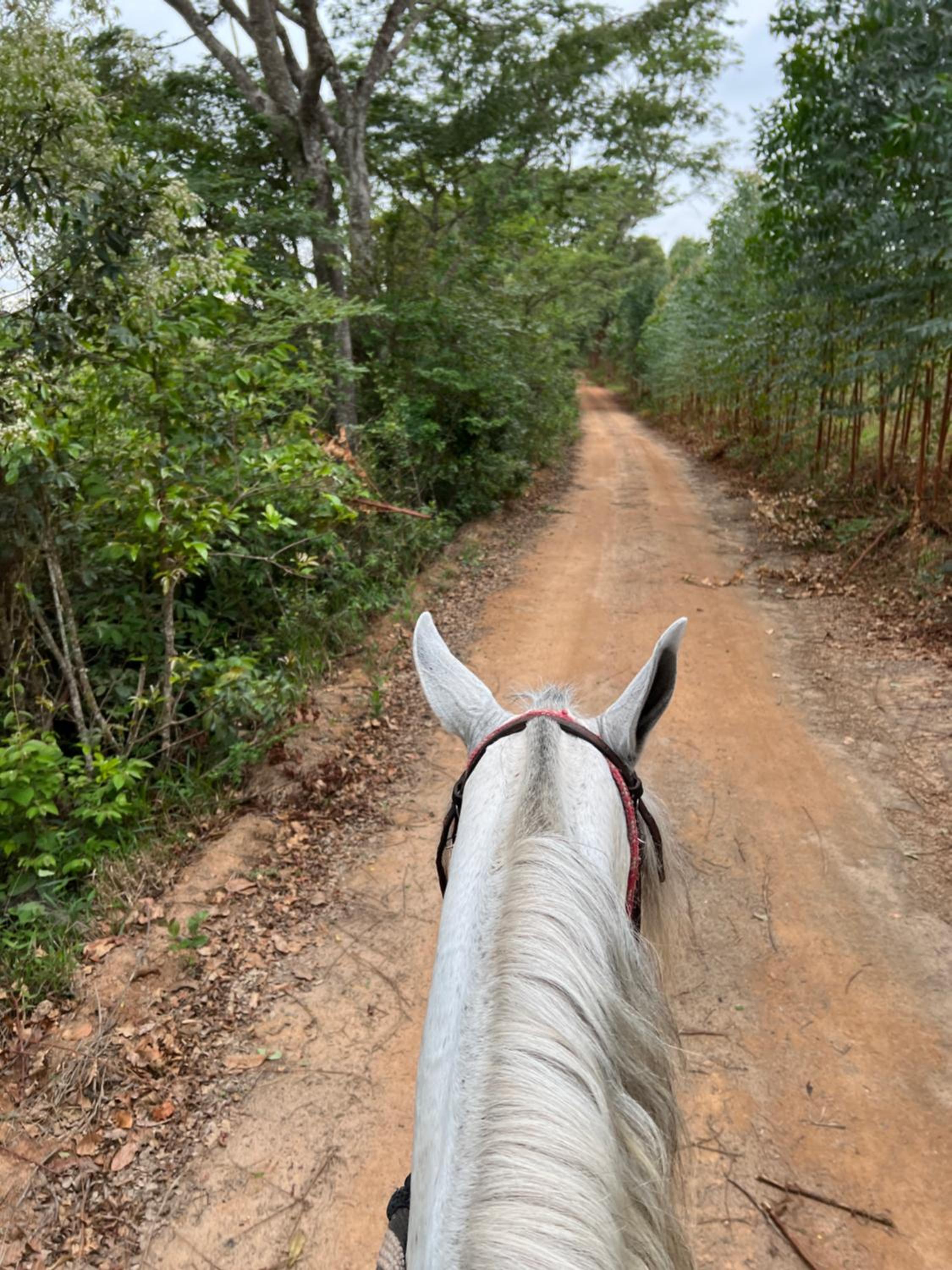 Fazenda do Engenho