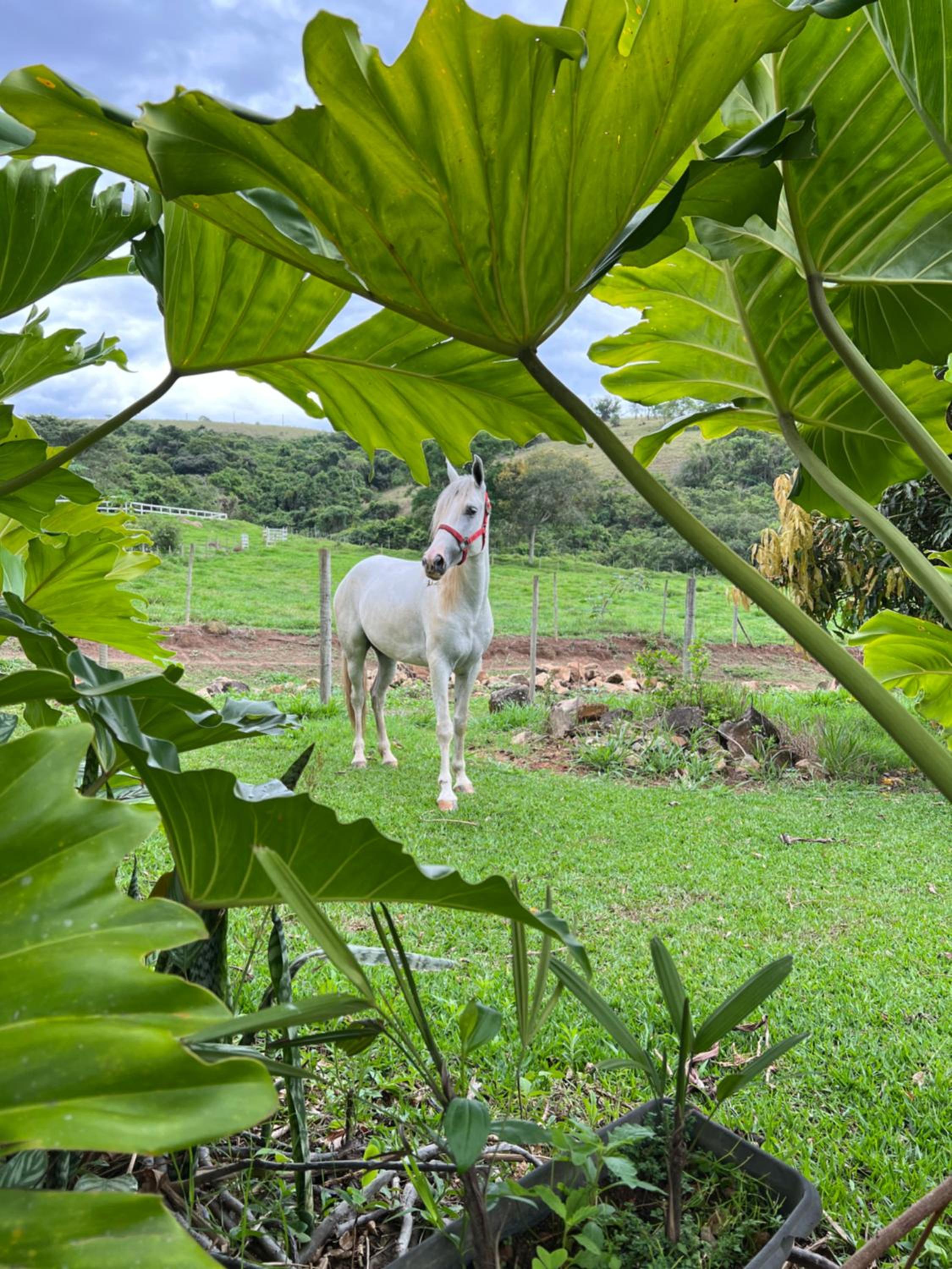 Fazenda do Engenho