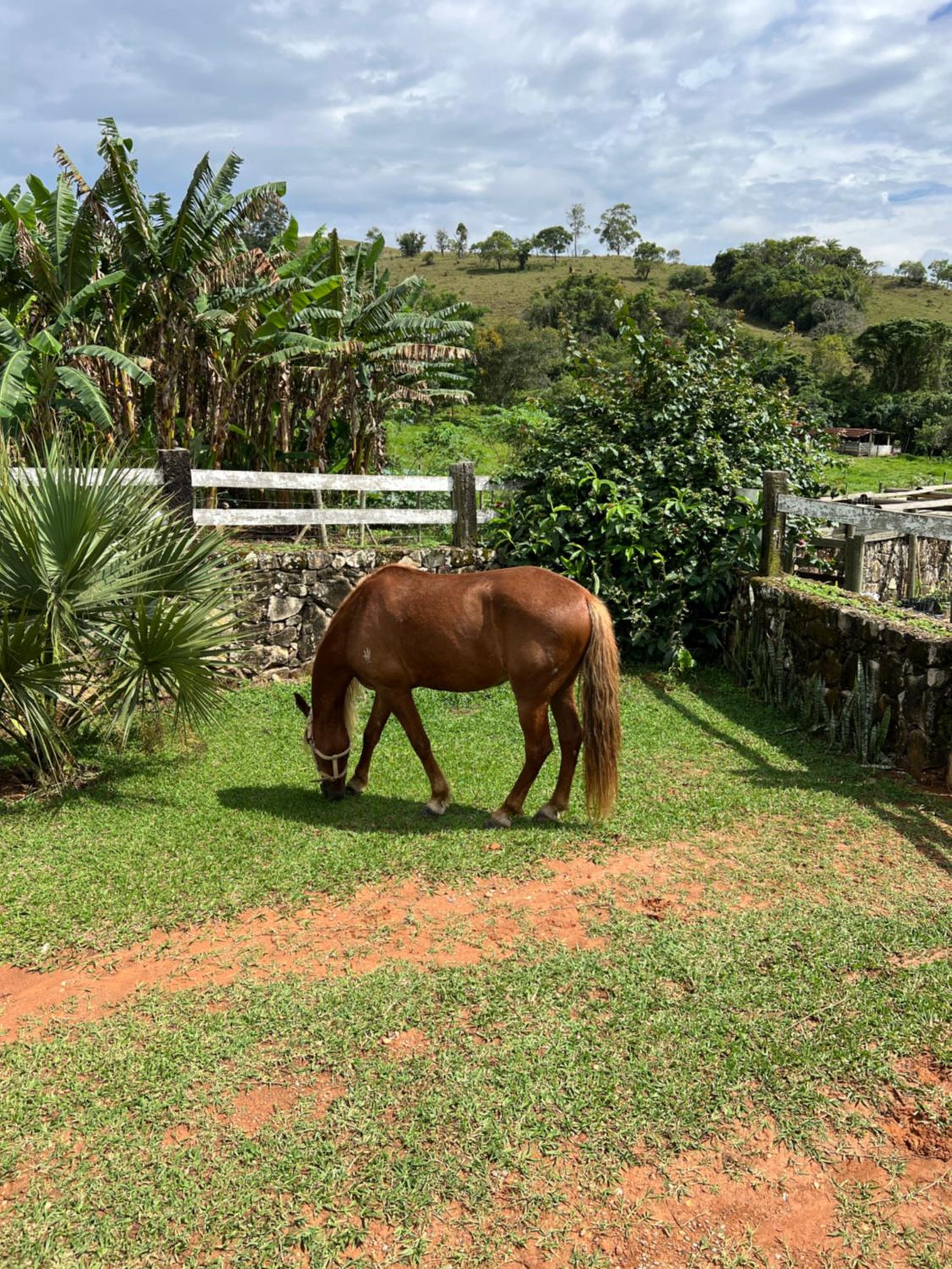 Fazenda do Engenho