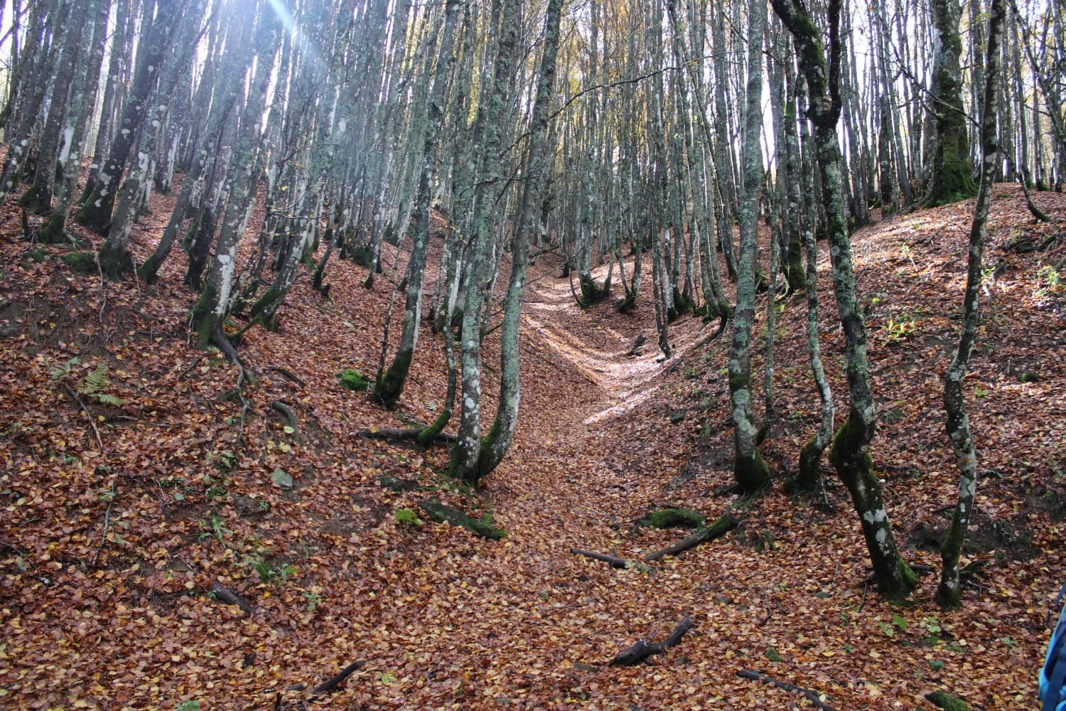 Photo 40