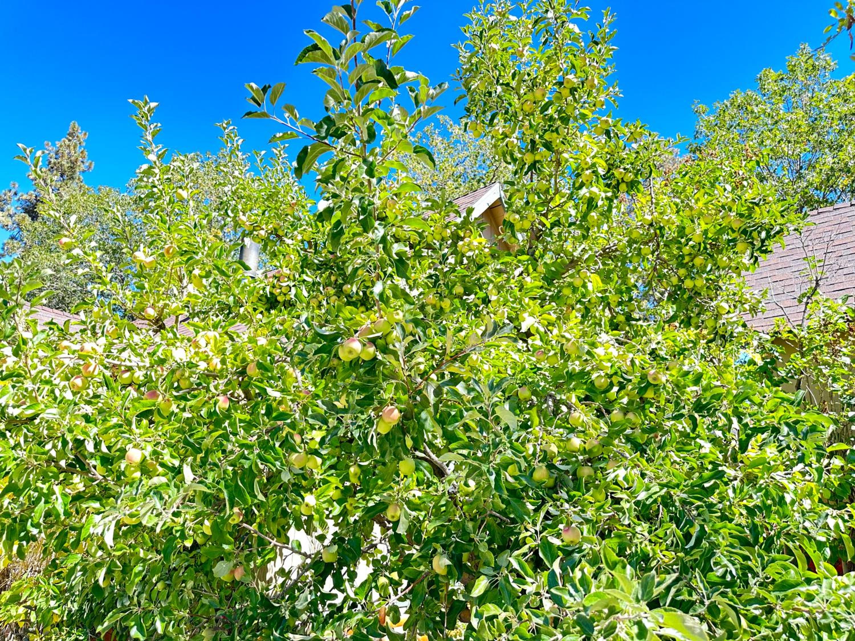Photo 227