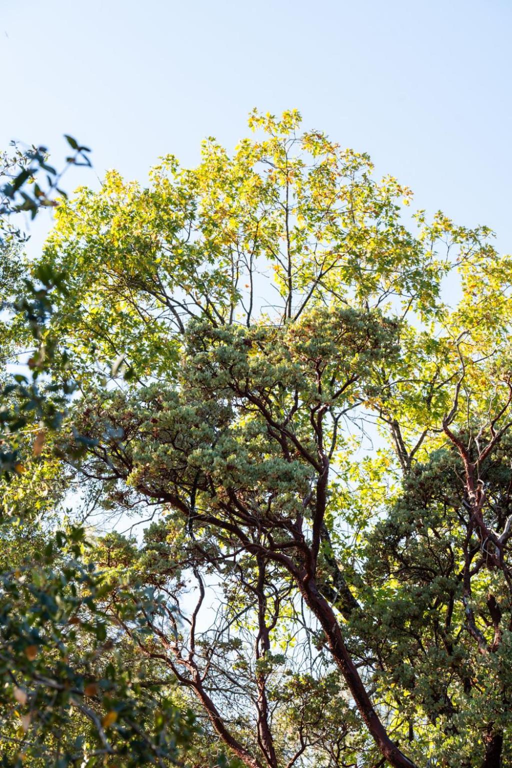 Manzanita Rest