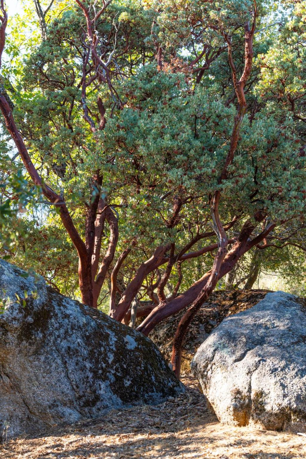 Manzanita Rest
