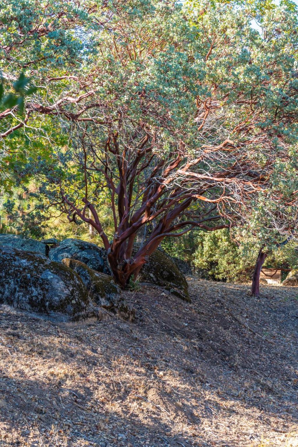 Manzanita Rest