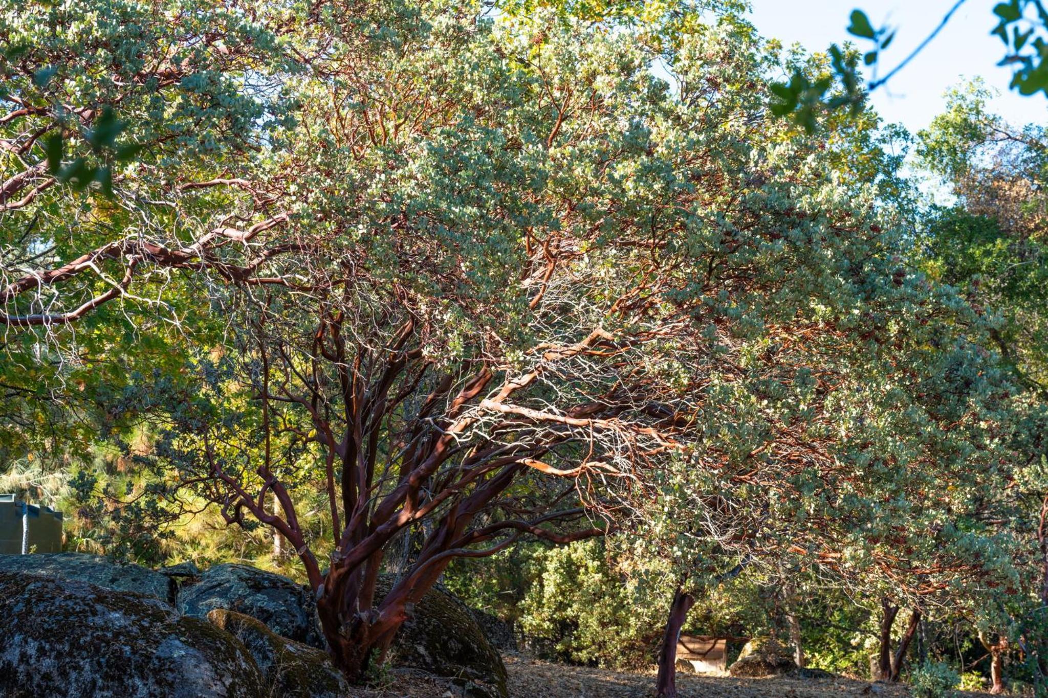 Manzanita Rest