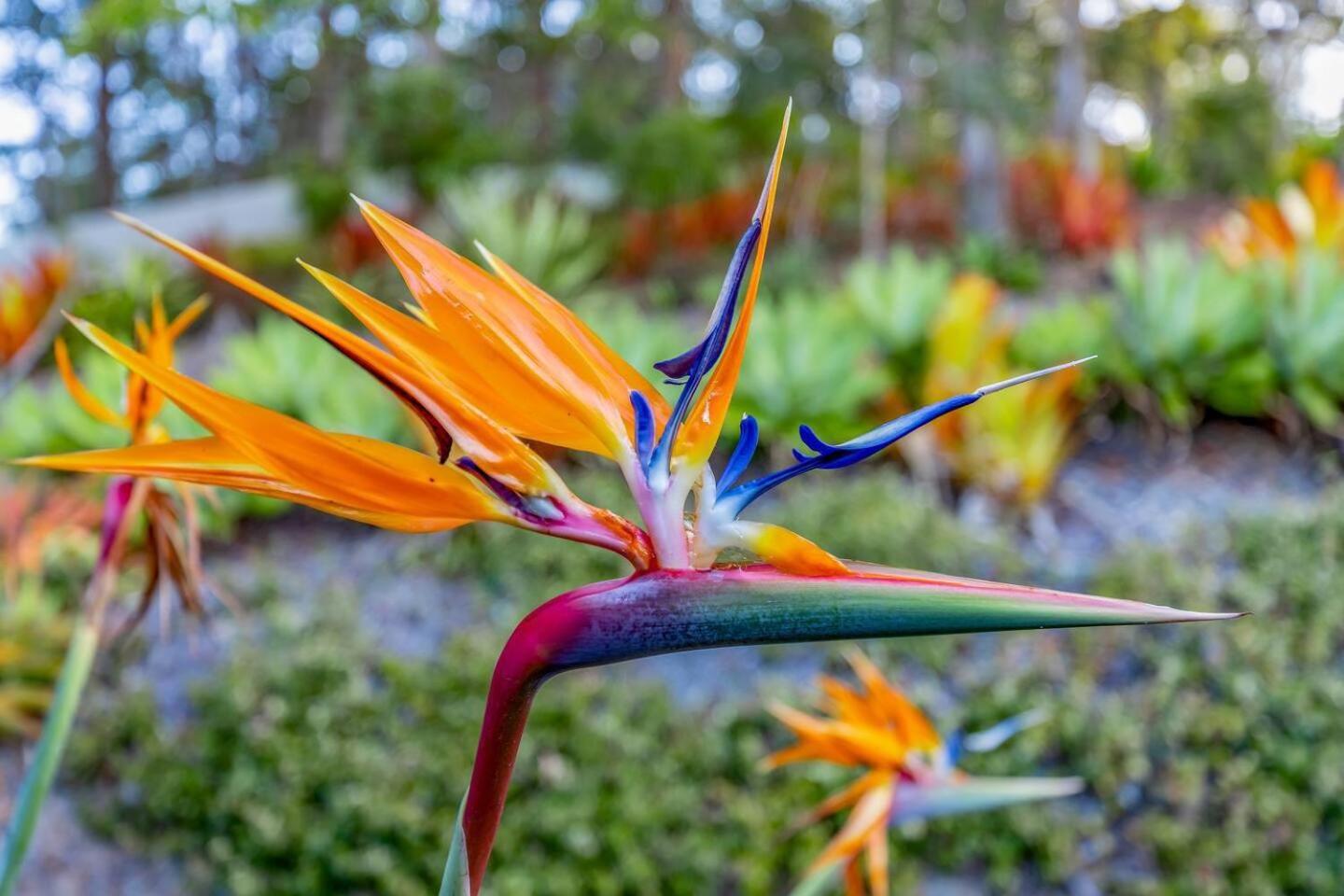 Spring is Here! Enjoy Exclusive Access for 9, Pool, Media Room, Acreage Estate in Magical Sunshine Coast