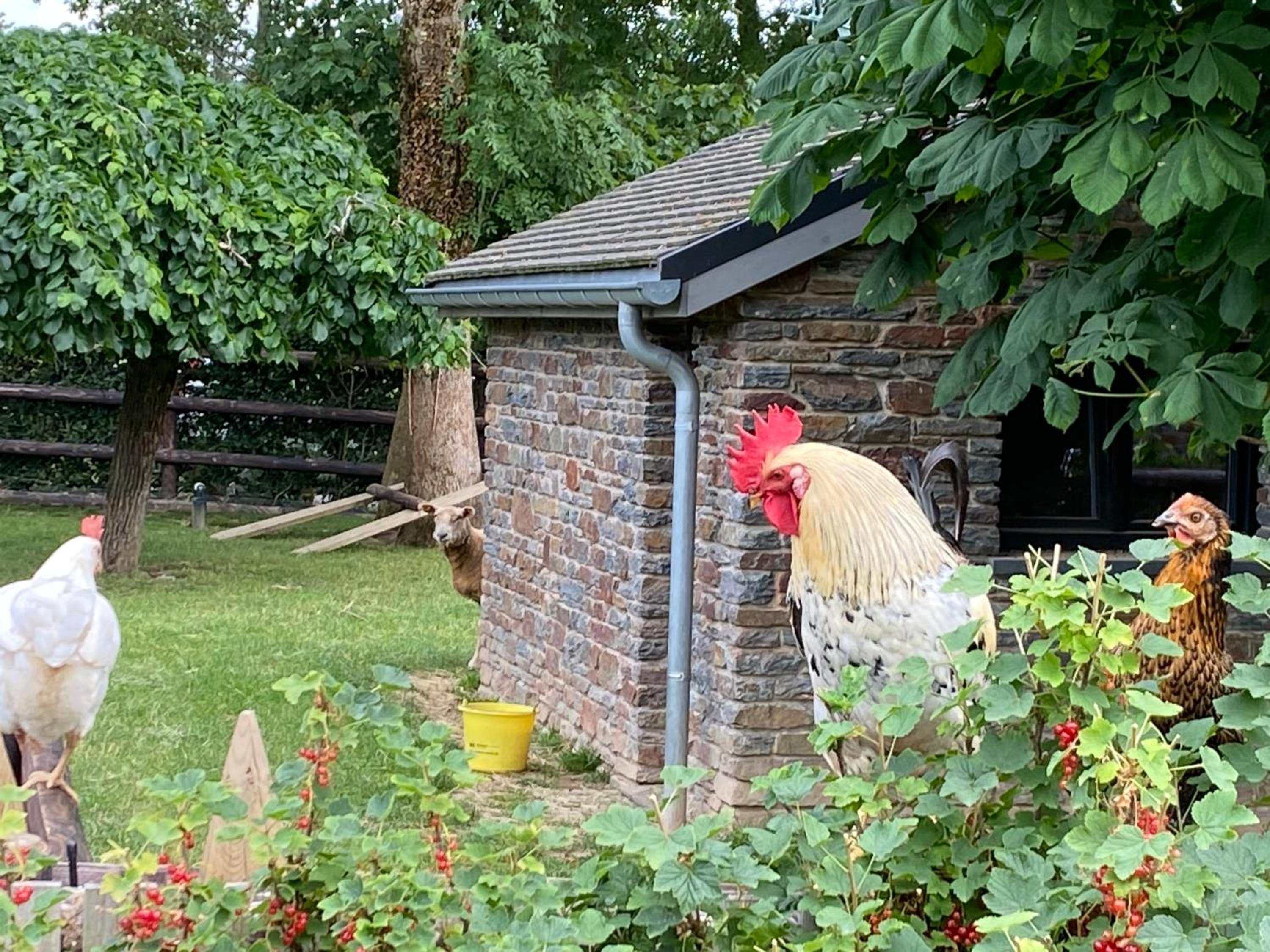 Le Stefanshof