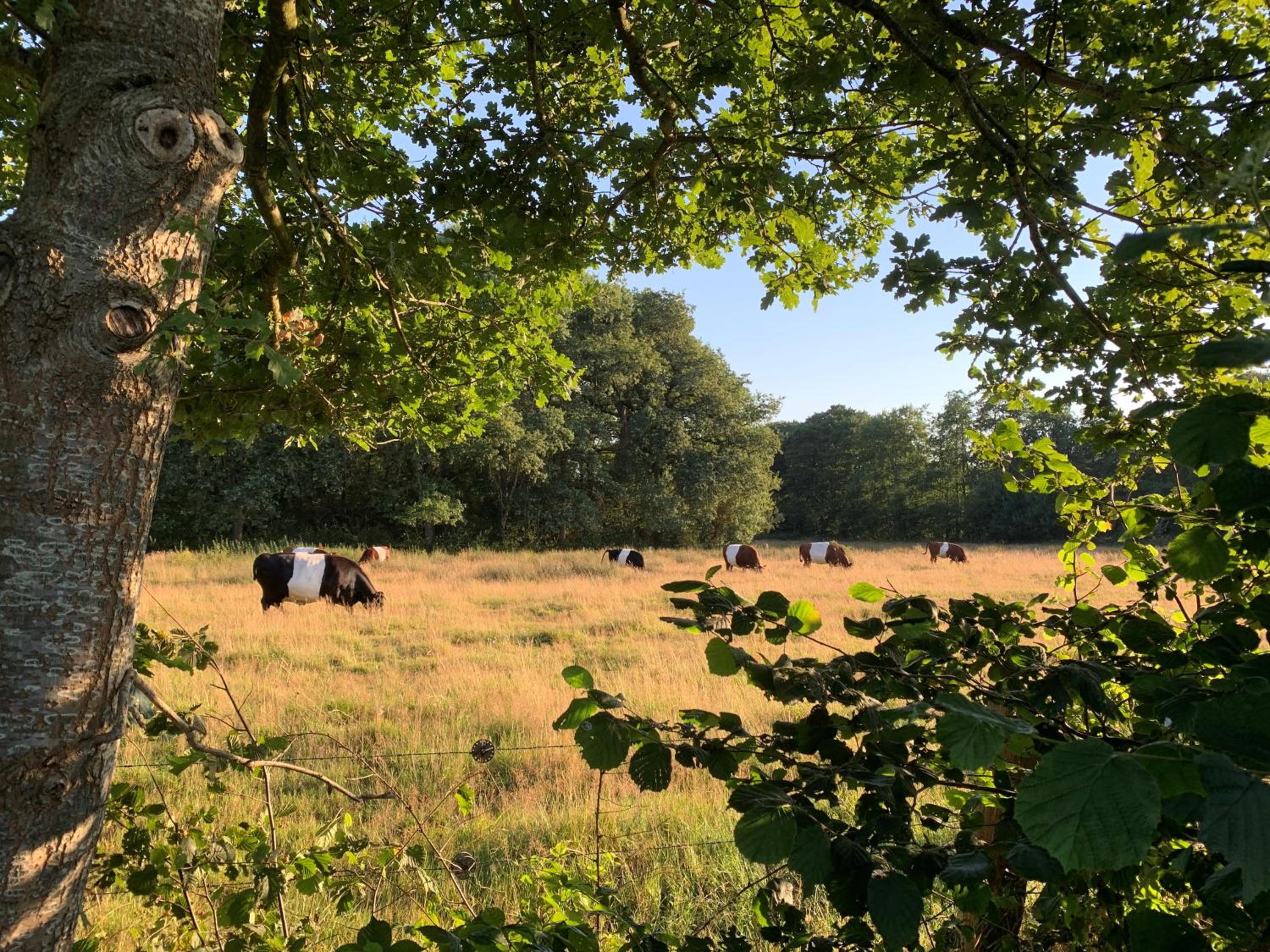 De Hiddinghhoeve view 5