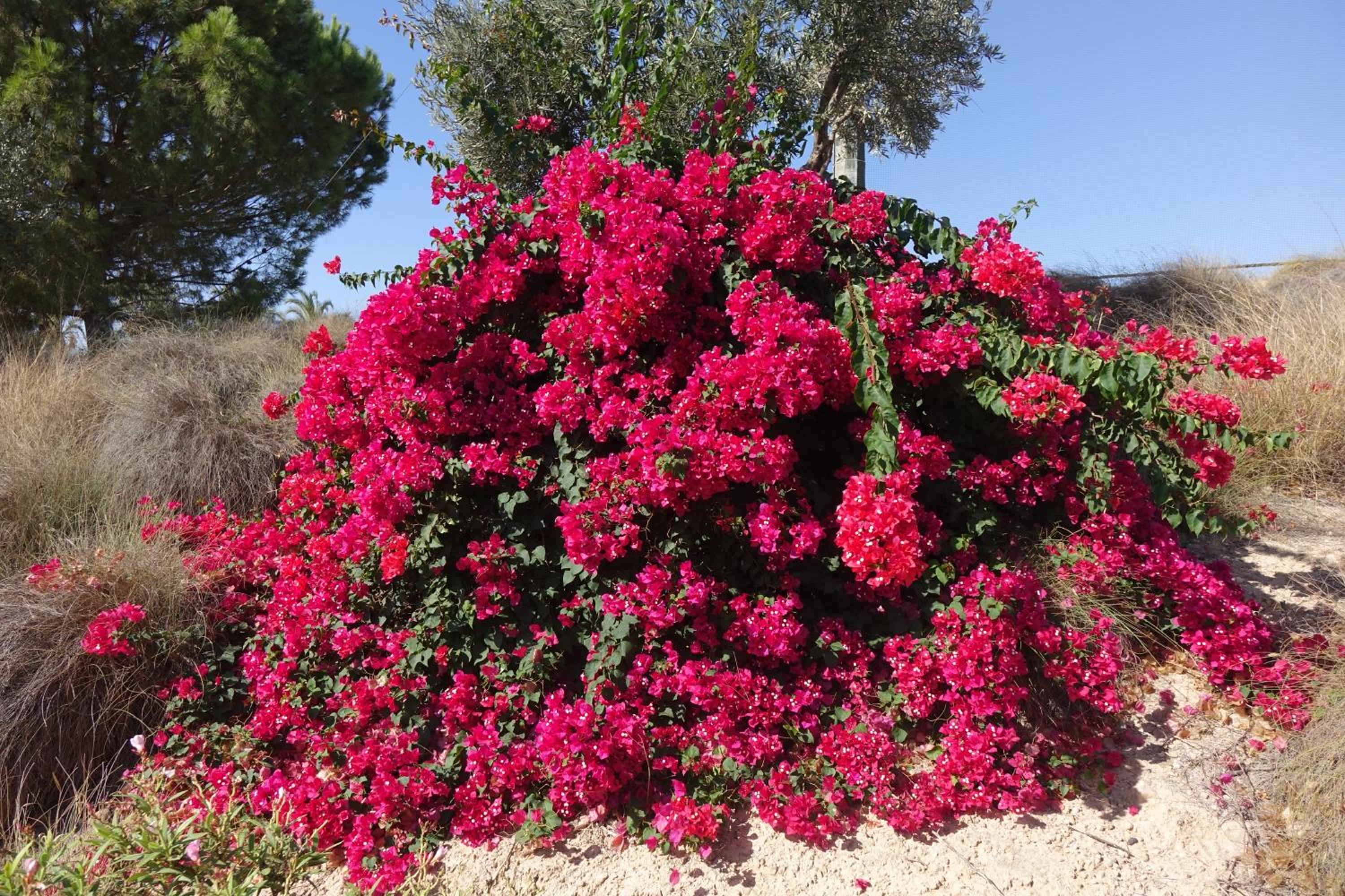 The Heart of Hacienda Riquelme